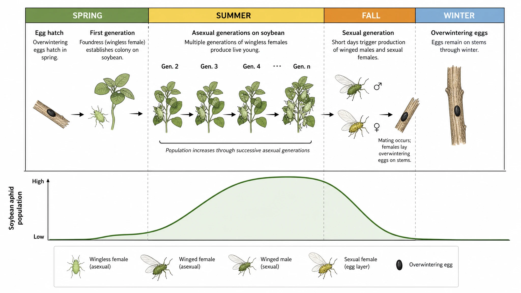 Seasonal timeline of soybean aphid generations across the year with a population curve (Figure generated with SciFig)