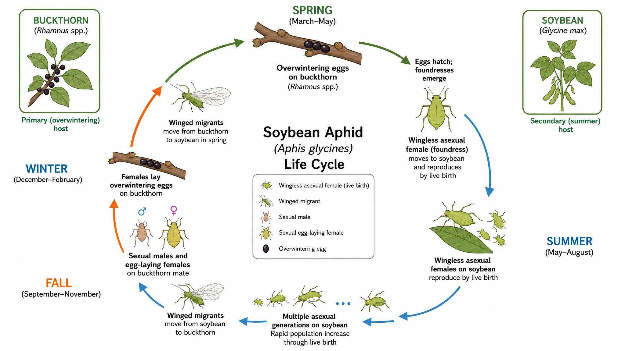 Soybean aphid life cycle diagram showing overwintering eggs on buckthorn, asexual summer generations on soybean, winged migrants, and the sexual fall generation (Figure generated with SciFig)