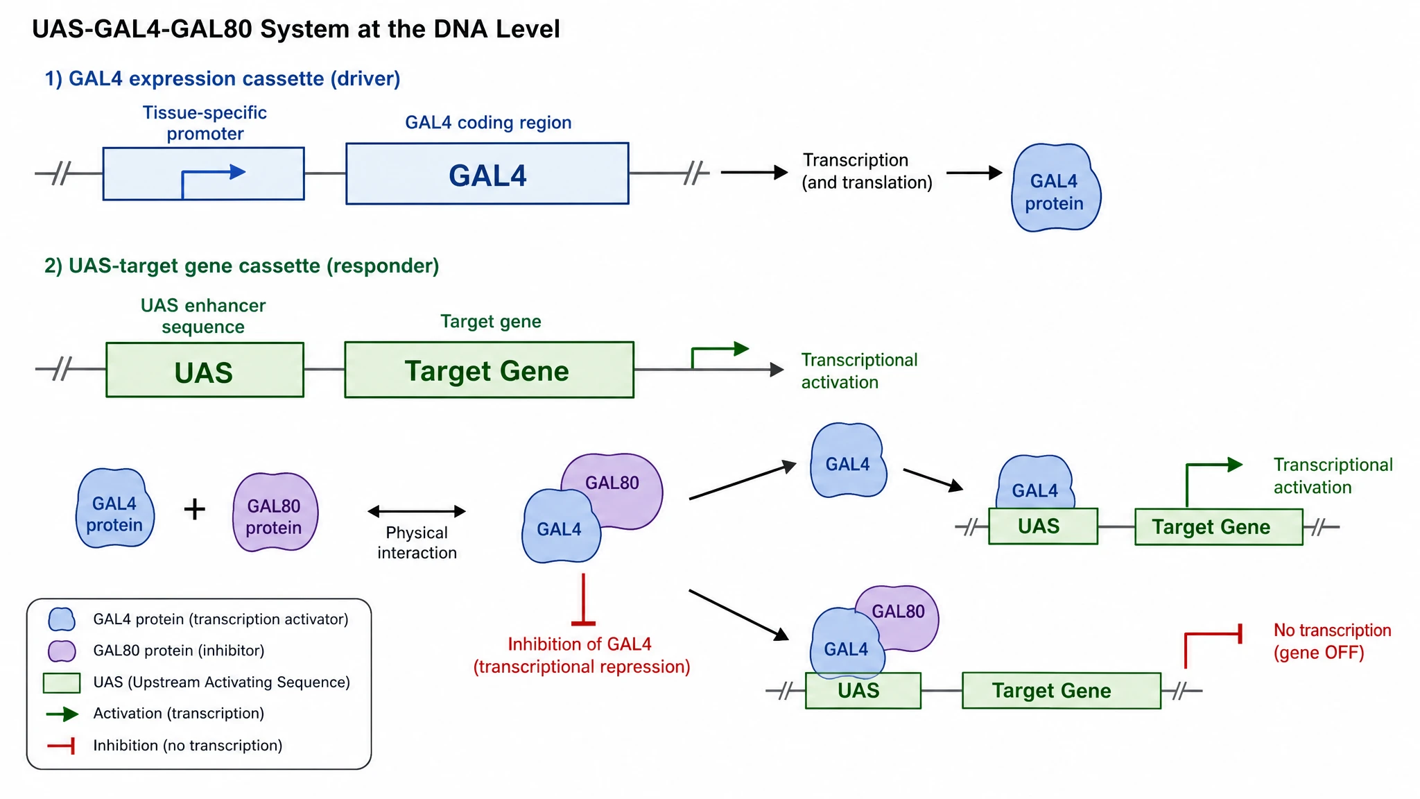 Molecular diagram of the UAS-GAL4-GAL80 system showing the GAL4 driver, UAS enhancer, target gene, and GAL80 protein (Figure generated with SciFig)