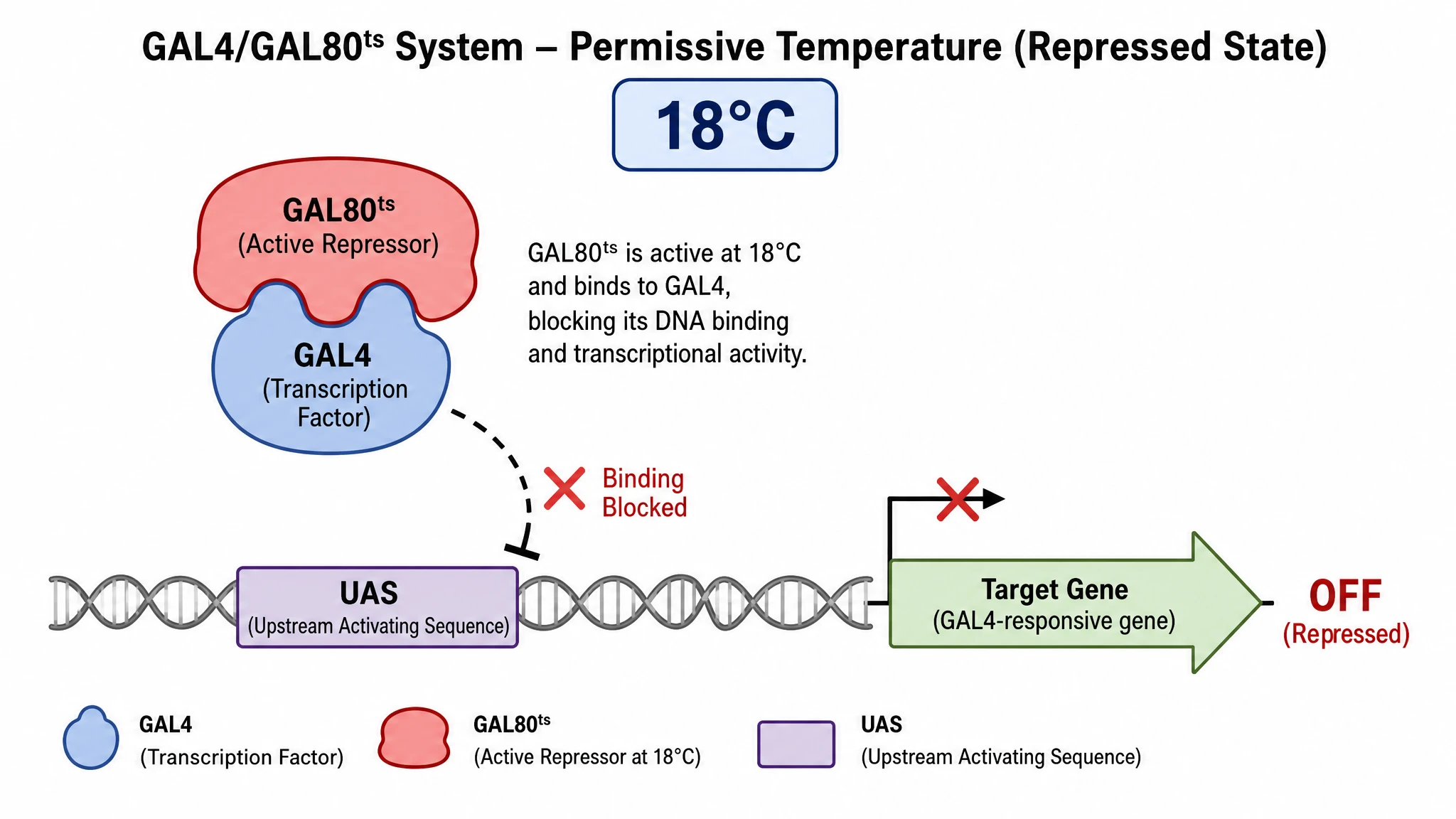 GAL4/GAL80ts system at the permissive temperature with active GAL80ts repressing GAL4 and the target gene off (Figure generated with SciFig)