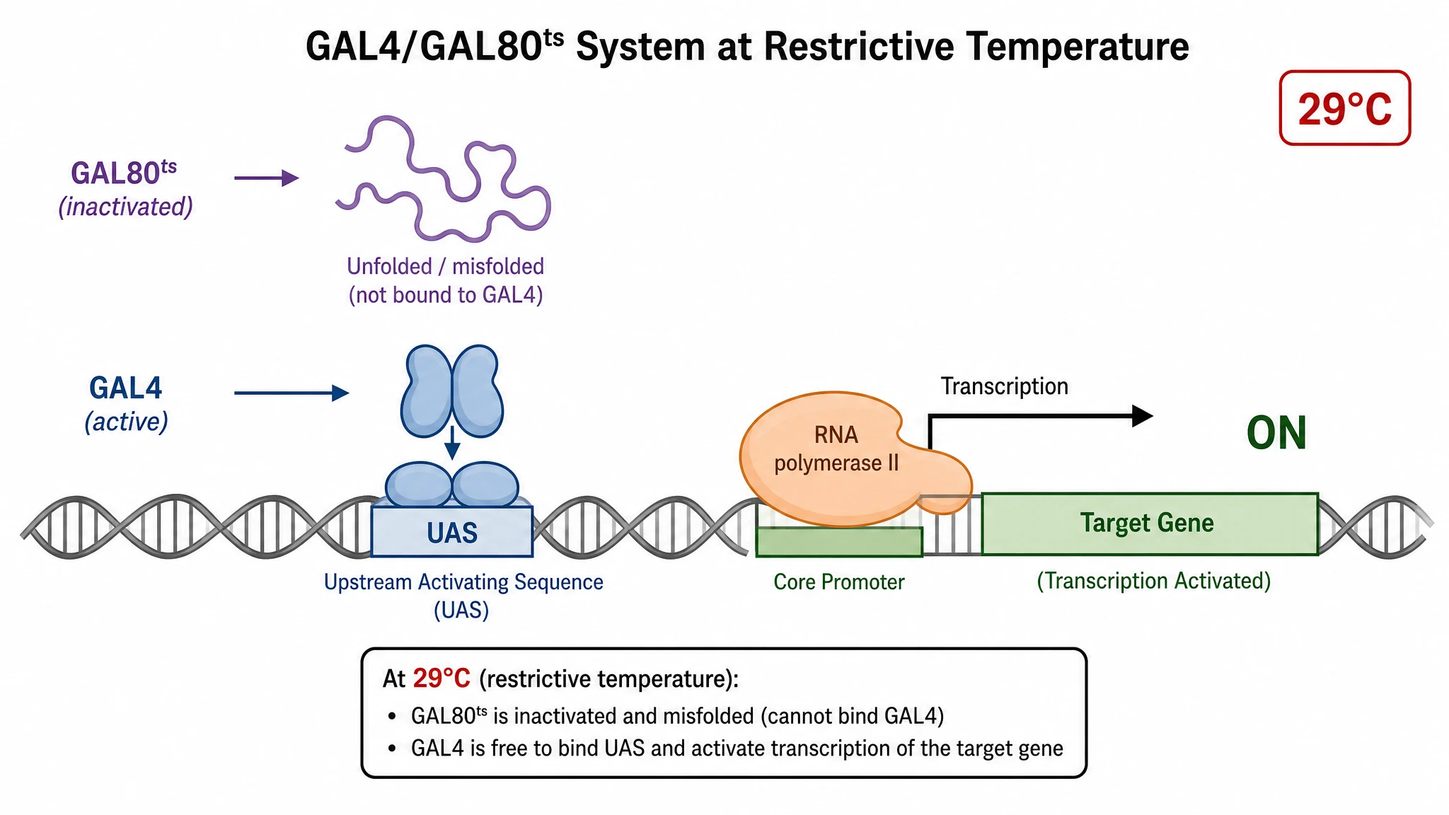 GAL4/GAL80ts system at the restrictive temperature with inactivated GAL80ts and GAL4 activating the target gene (Figure generated with SciFig)