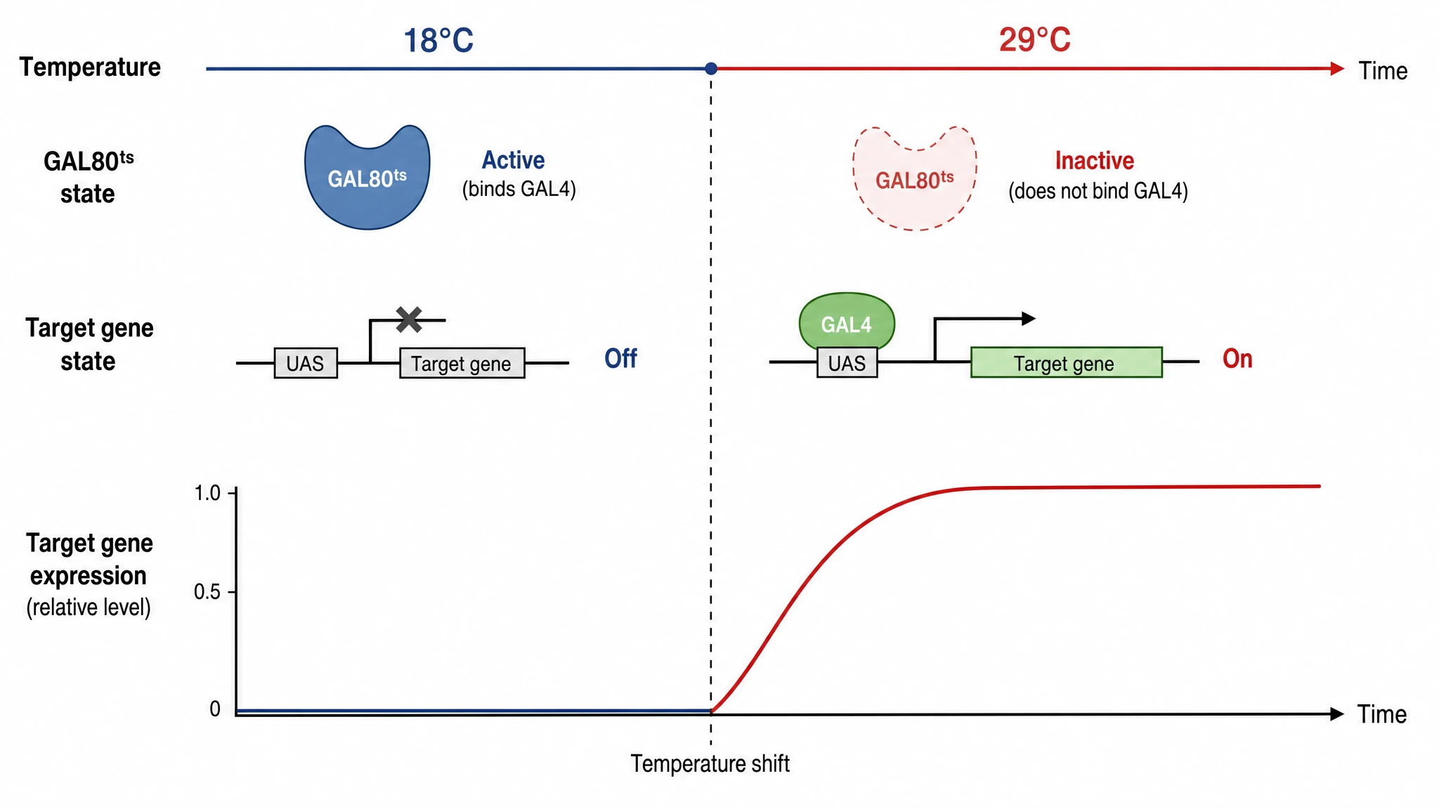 Temperature-shift timeline showing GAL80ts inactivation and target gene activation after raising temperature from 18 to 29 degrees (Figure generated with SciFig)