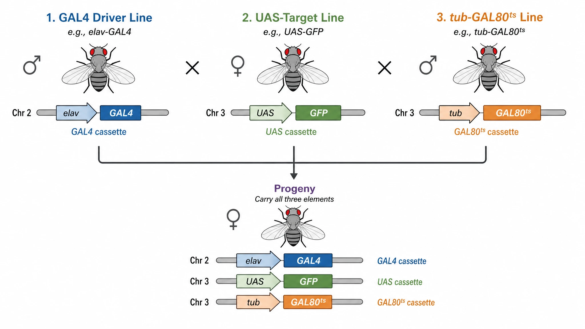 Drosophila genetic cross combining GAL4 driver, UAS target, and GAL80ts lines into triple-transgenic progeny (Figure generated with SciFig)