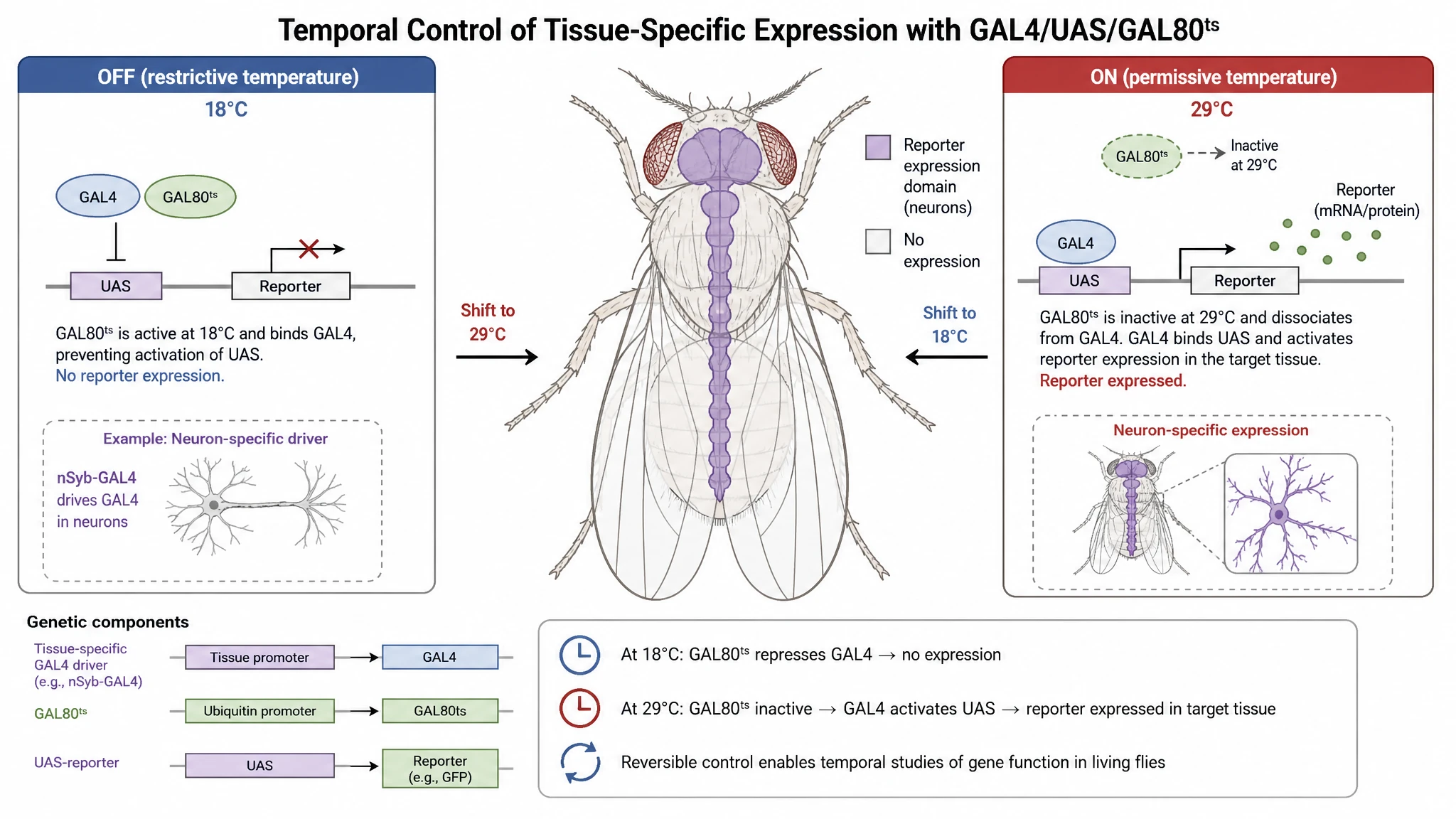 Drosophila tissue expression figure showing GAL4/UAS/GAL80ts reporter restricted to one tissue after temperature shift (Figure generated with SciFig)