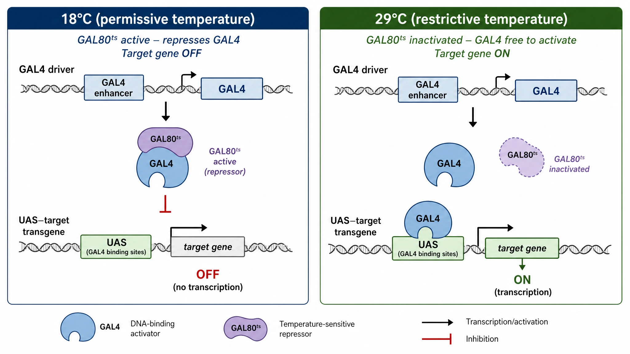 Drosophila GAL4/UAS/GAL80ts system diagram comparing the repressed permissive-temperature state and the active restrictive-temperature state of target gene expression (Figure generated with SciFig)