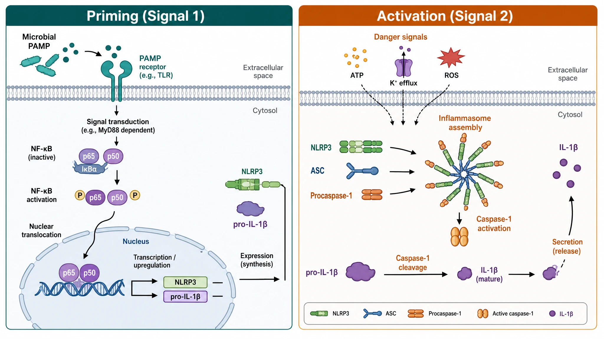Two-signal overview of the NLRP3 inflammasome pathway with separate priming and activation panels (Figure generated with SciFig)