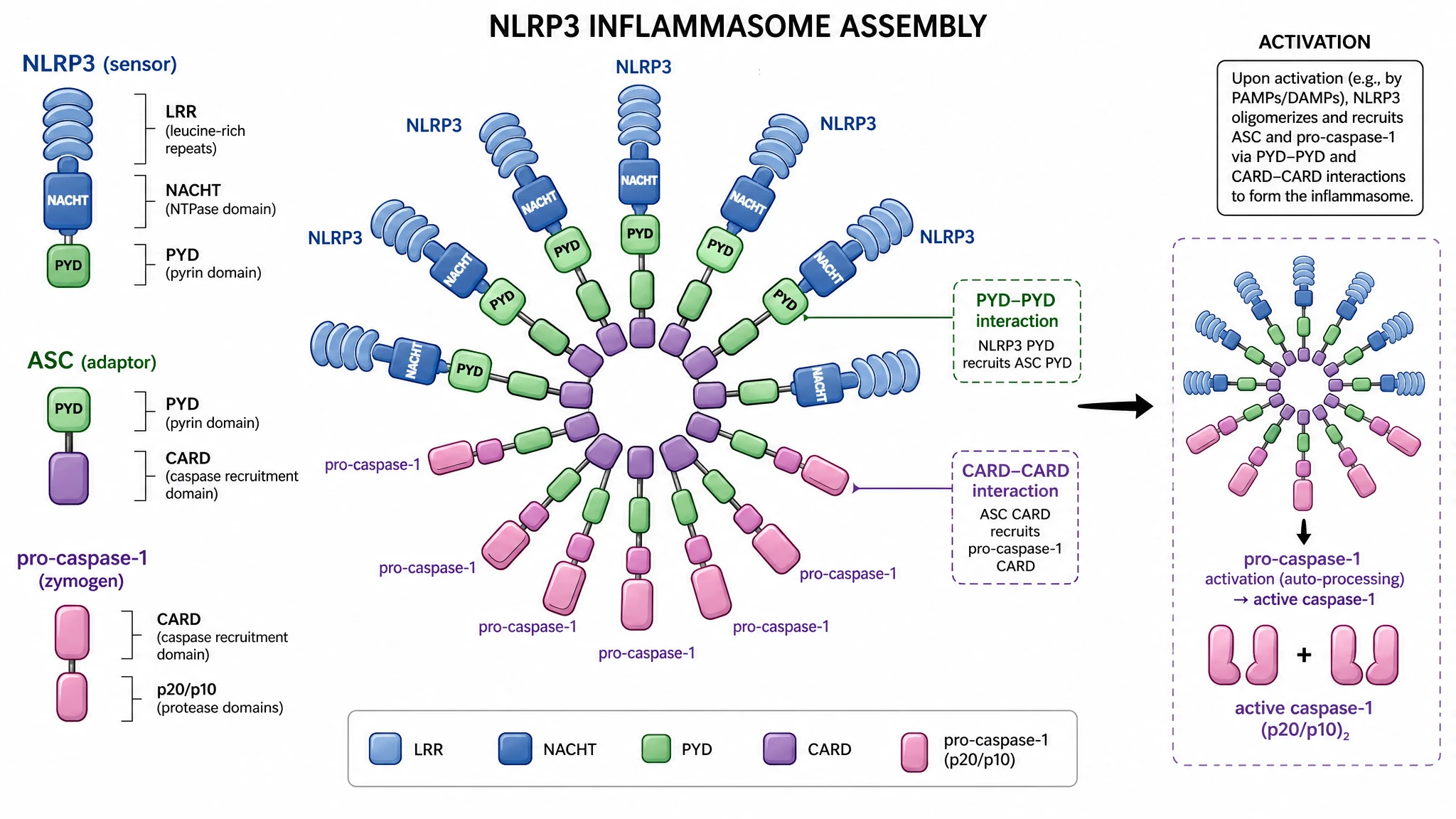 NLRP3 inflammasome assembly close-up showing NLRP3 oligomerization, ASC recruitment, and caspase-1 activation (Figure generated with SciFig)