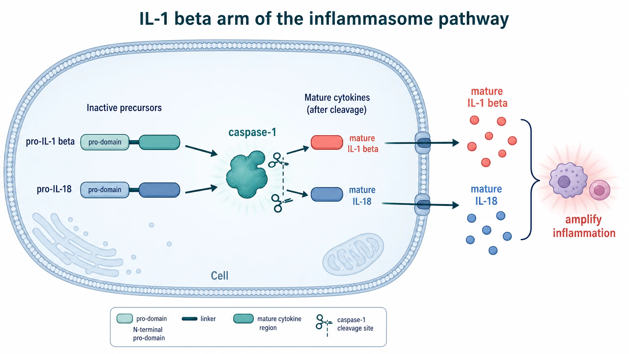 IL-1 beta inflammasome pathway diagram showing caspase-1 cleaving pro-IL-1 beta and pro-IL-18 into secreted mature cytokines (Figure generated with SciFig)