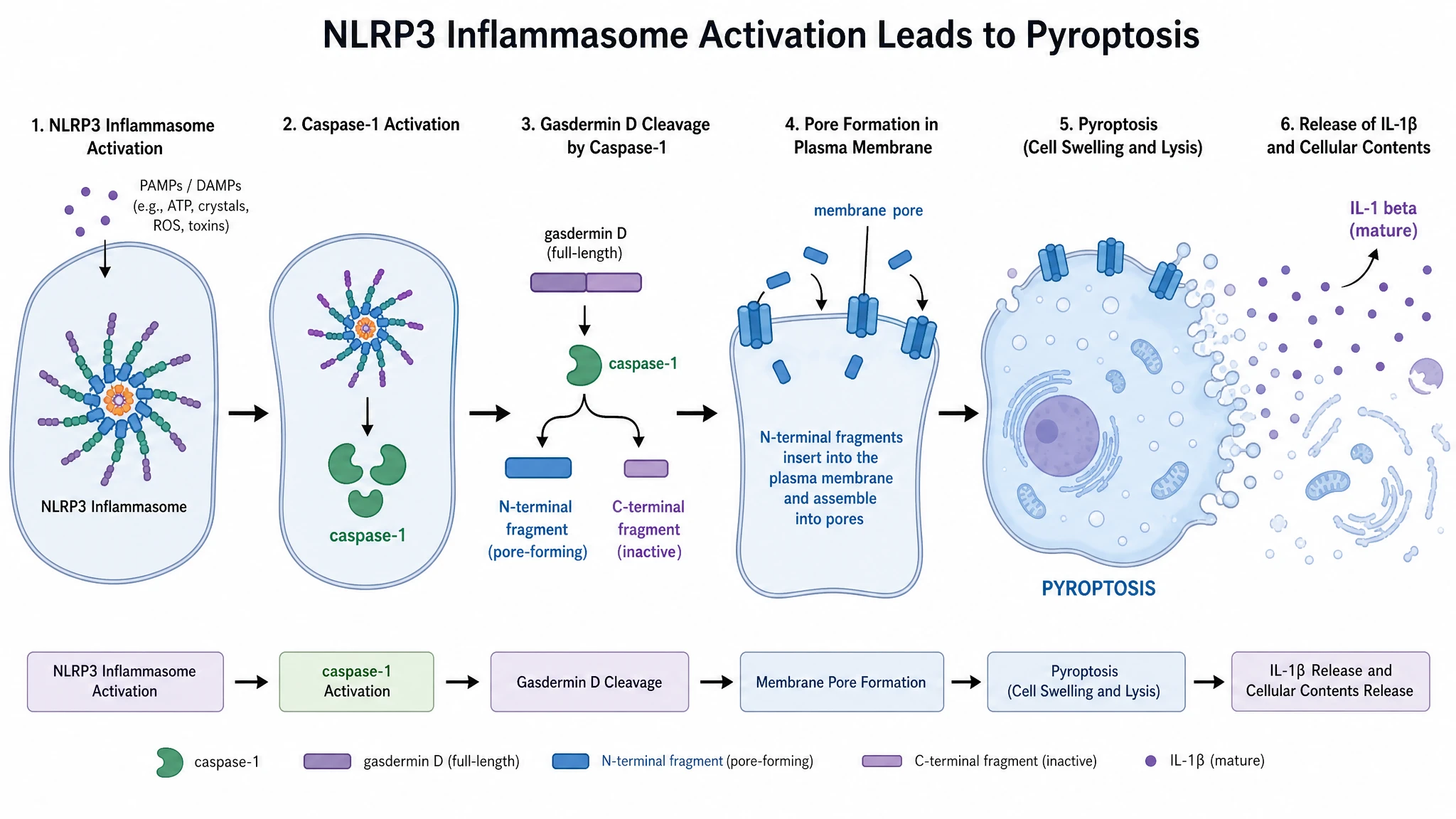 Pyroptosis diagram showing caspase-1 cleaving gasdermin D into membrane pores and cell rupture after NLRP3 activation (Figure generated with SciFig)