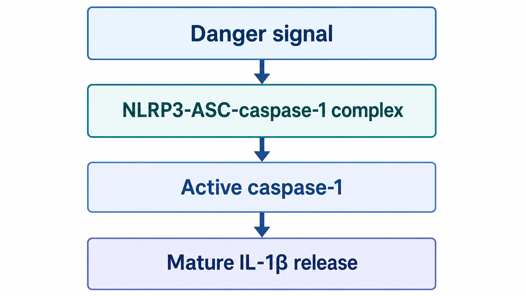 Simplified inflammasome diagram showing a linear flow from danger signal to NLRP3 complex to IL-1 beta release (Figure generated with SciFig)