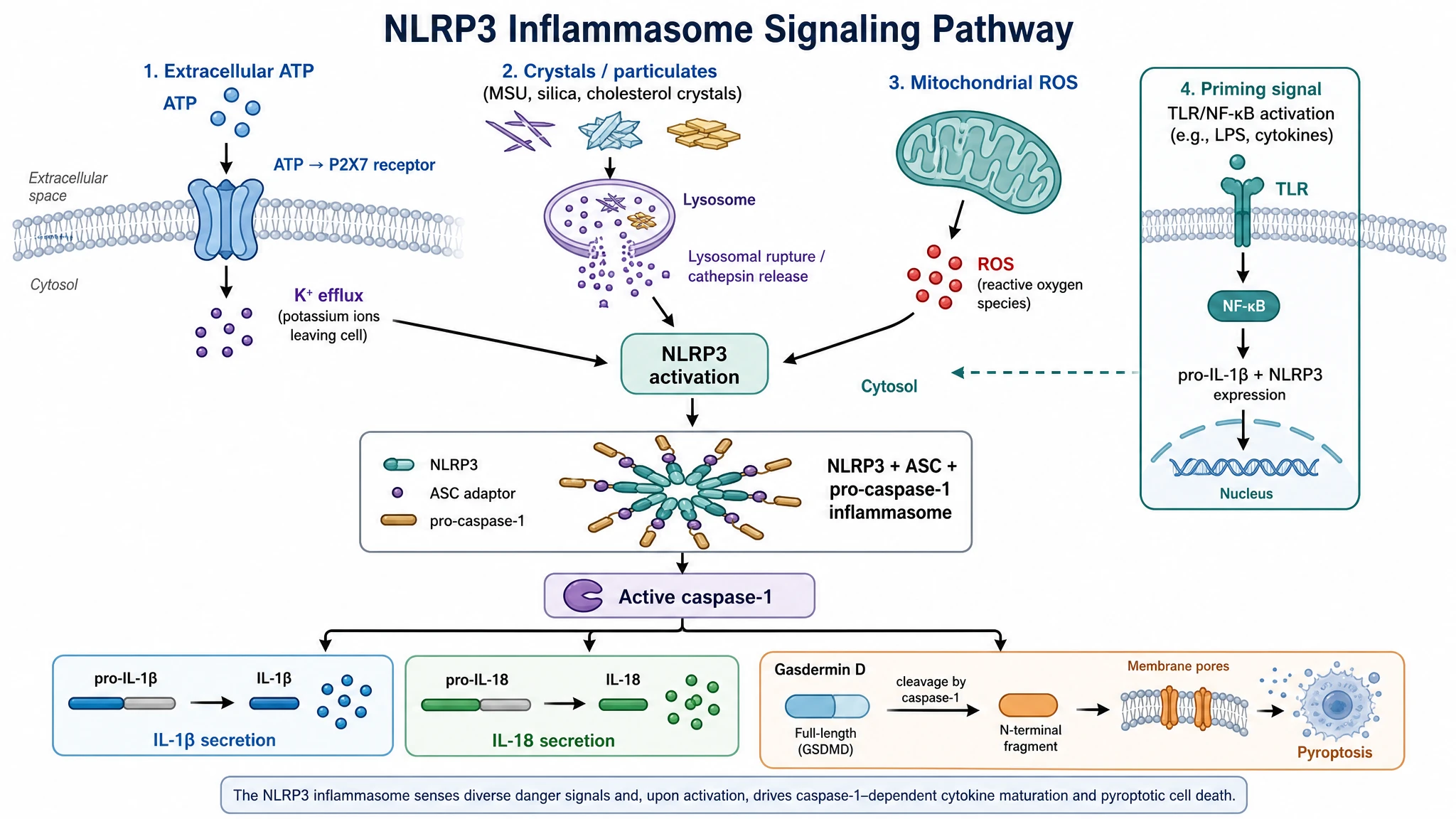 NLRP3 inflammasome signaling pathway map showing potassium efflux, lysosomal rupture, and ROS triggers converging on inflammasome assembly (Figure generated with SciFig)
