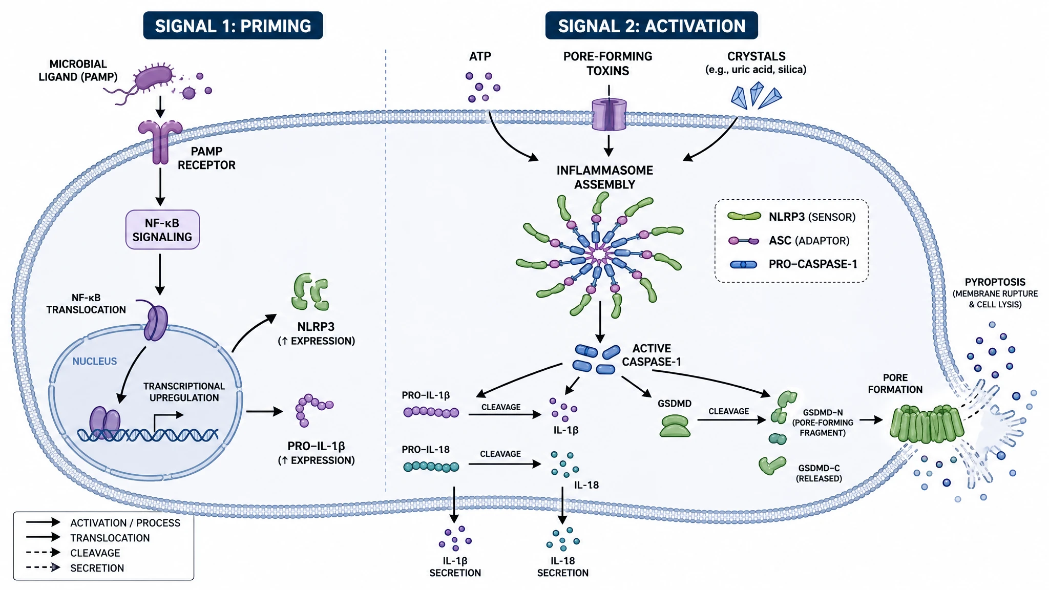 NLRP3 inflammasome pathway diagram showing priming via NF-kB, activation and assembly of NLRP3, ASC, and caspase-1, and IL-1 beta release with gasdermin D pyroptosis (Figure generated with SciFig)