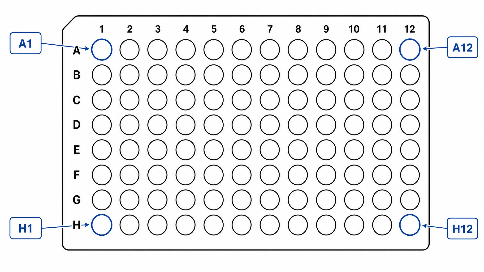 Microplate 96 well template with labeled well coordinates A1 to H12 illustrating the 8x12 grid addressing scheme (Figure generated with SciFig)