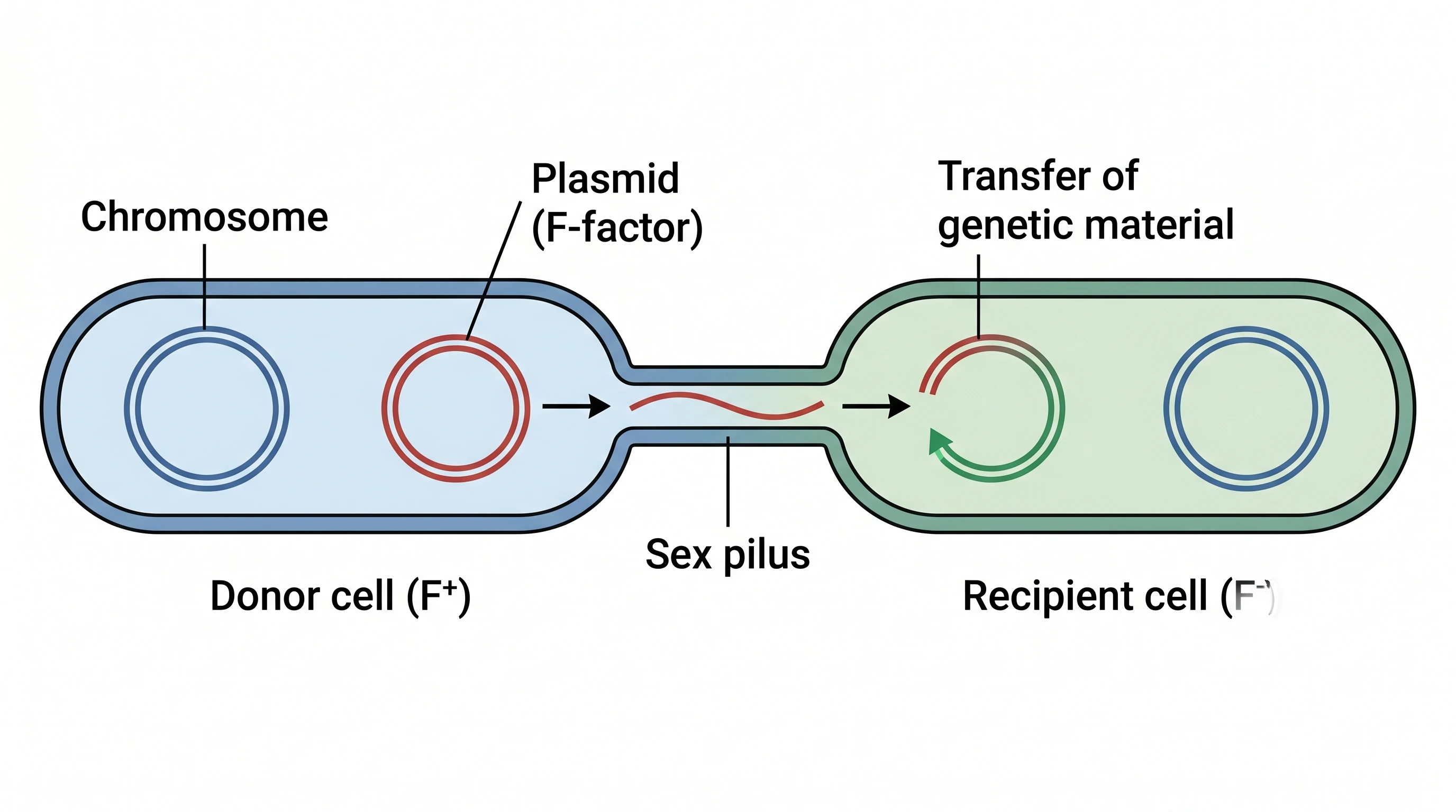 Bacterial conjugation diagram showing plasmid transfer through a pilus from donor to recipient (Figure generated with SciFig)