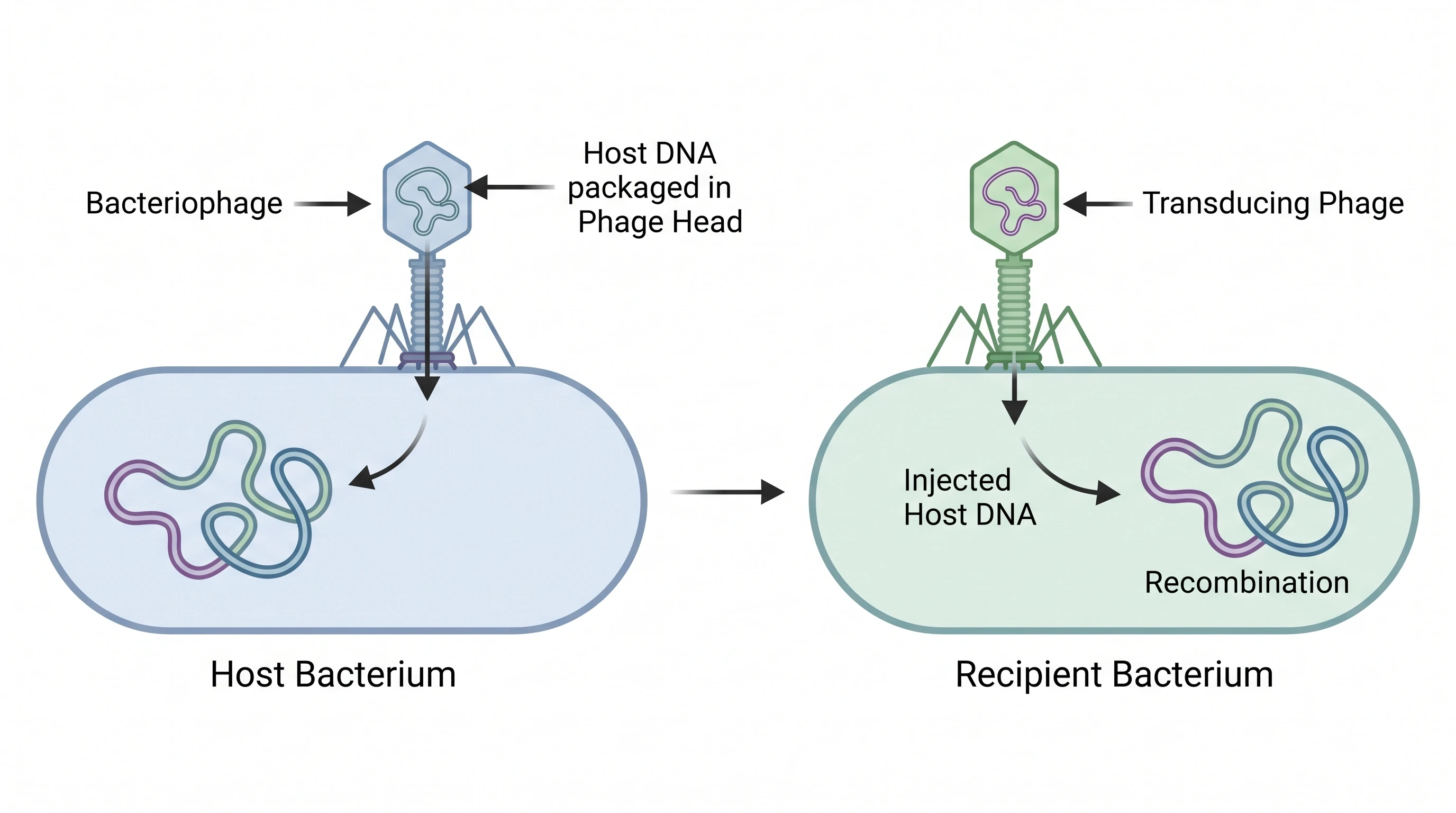 Bacterial transduction diagram showing a bacteriophage transferring DNA between bacteria (Figure generated with SciFig)