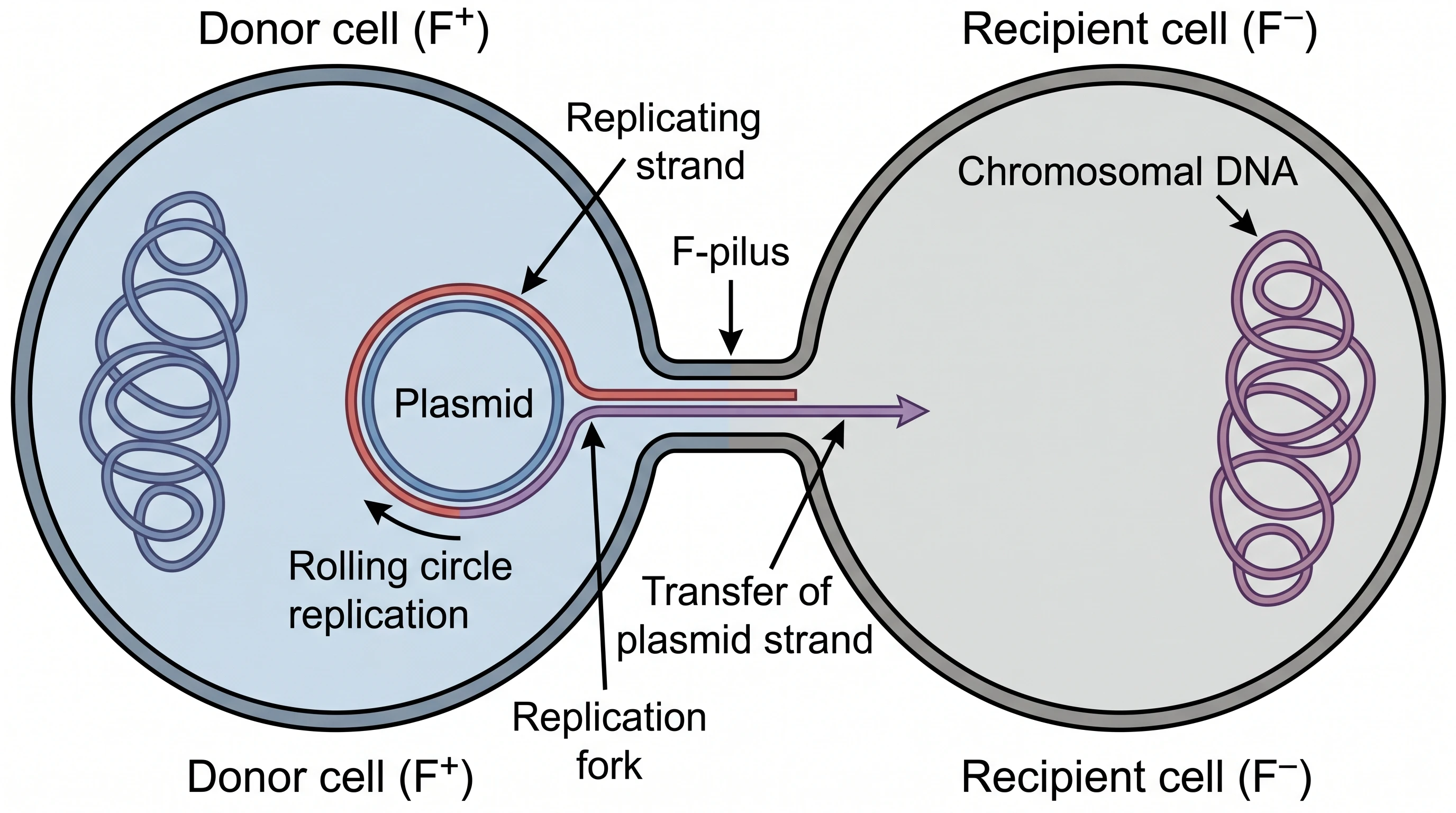 Close-up of an F-pilus transferring a plasmid between bacteria during conjugation (Figure generated with SciFig)
