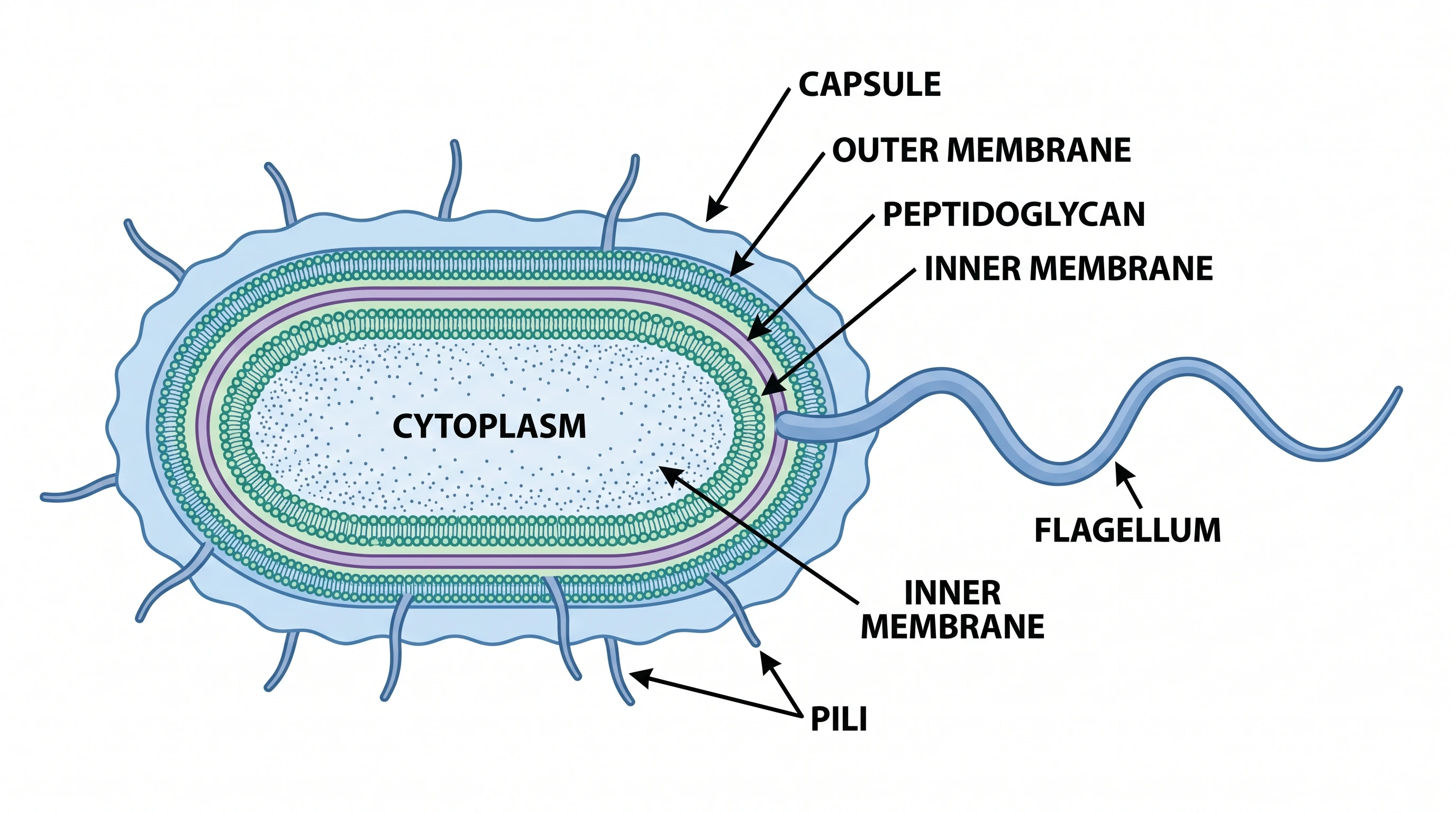 Detailed Pseudomonas aeruginosa cell structure with capsule, membranes, flagellum, and pili labeled (Figure generated with SciFig)
