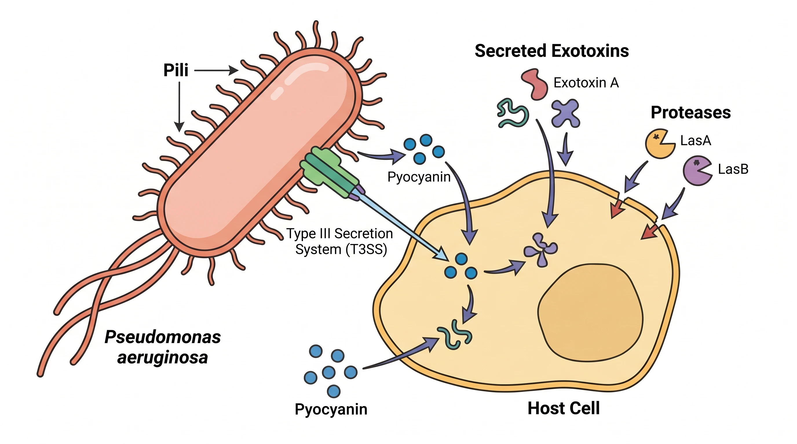 Pseudomonas aeruginosa virulence factors including exotoxins, secretion systems, and pili acting on a host cell (Figure generated with SciFig)