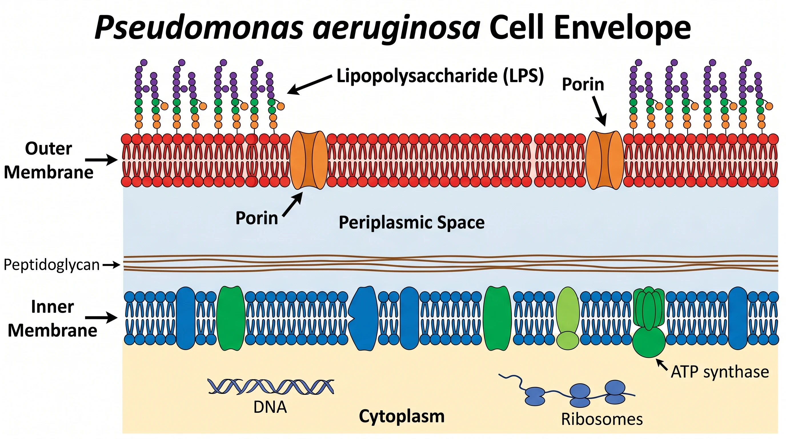 Gram-negative cell envelope of Pseudomonas aeruginosa with outer membrane, lipopolysaccharide, and inner membrane (Figure generated with SciFig)