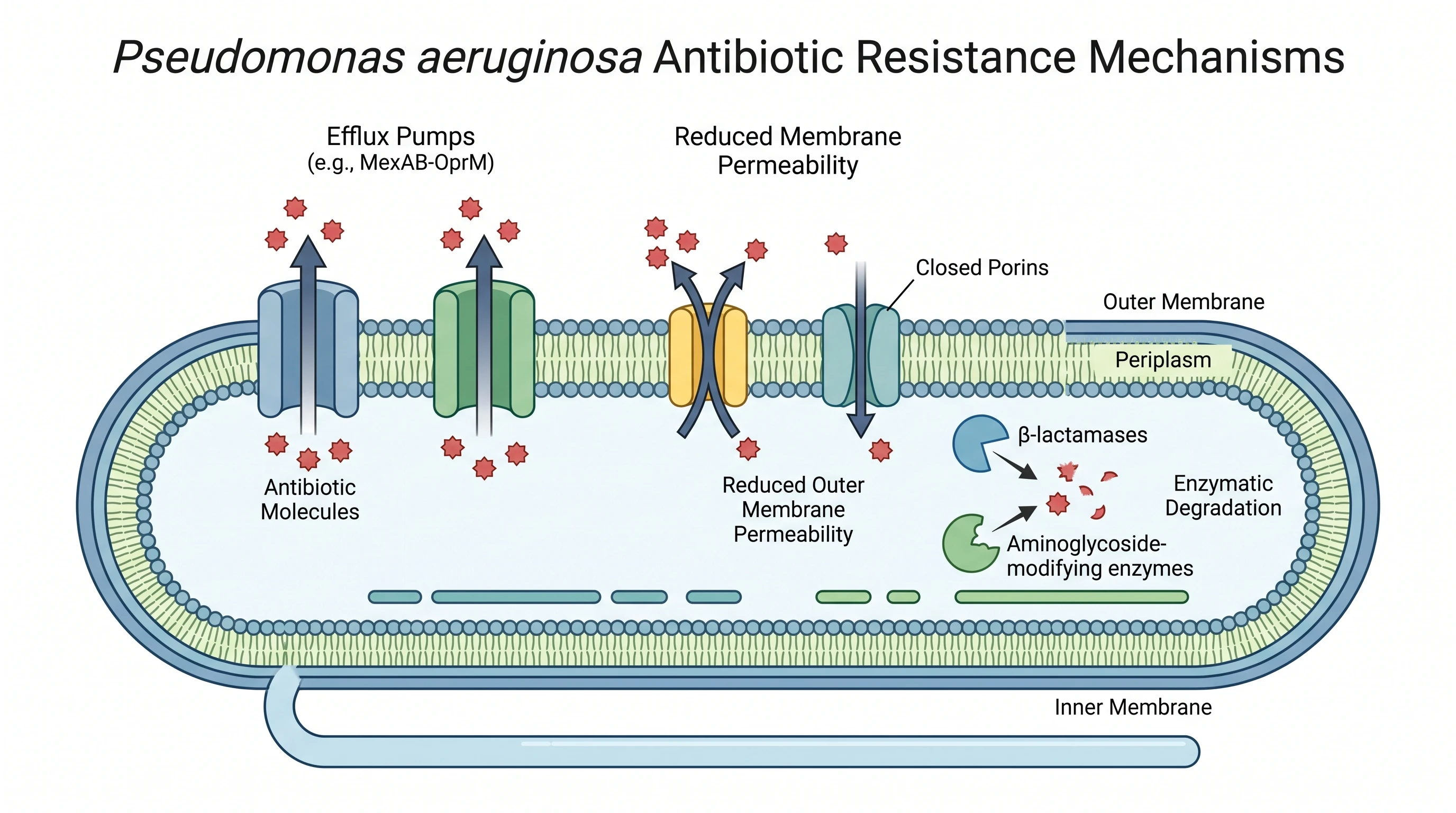 Pseudomonas aeruginosa antibiotic resistance mechanisms including efflux pumps and low permeability (Figure generated with SciFig)