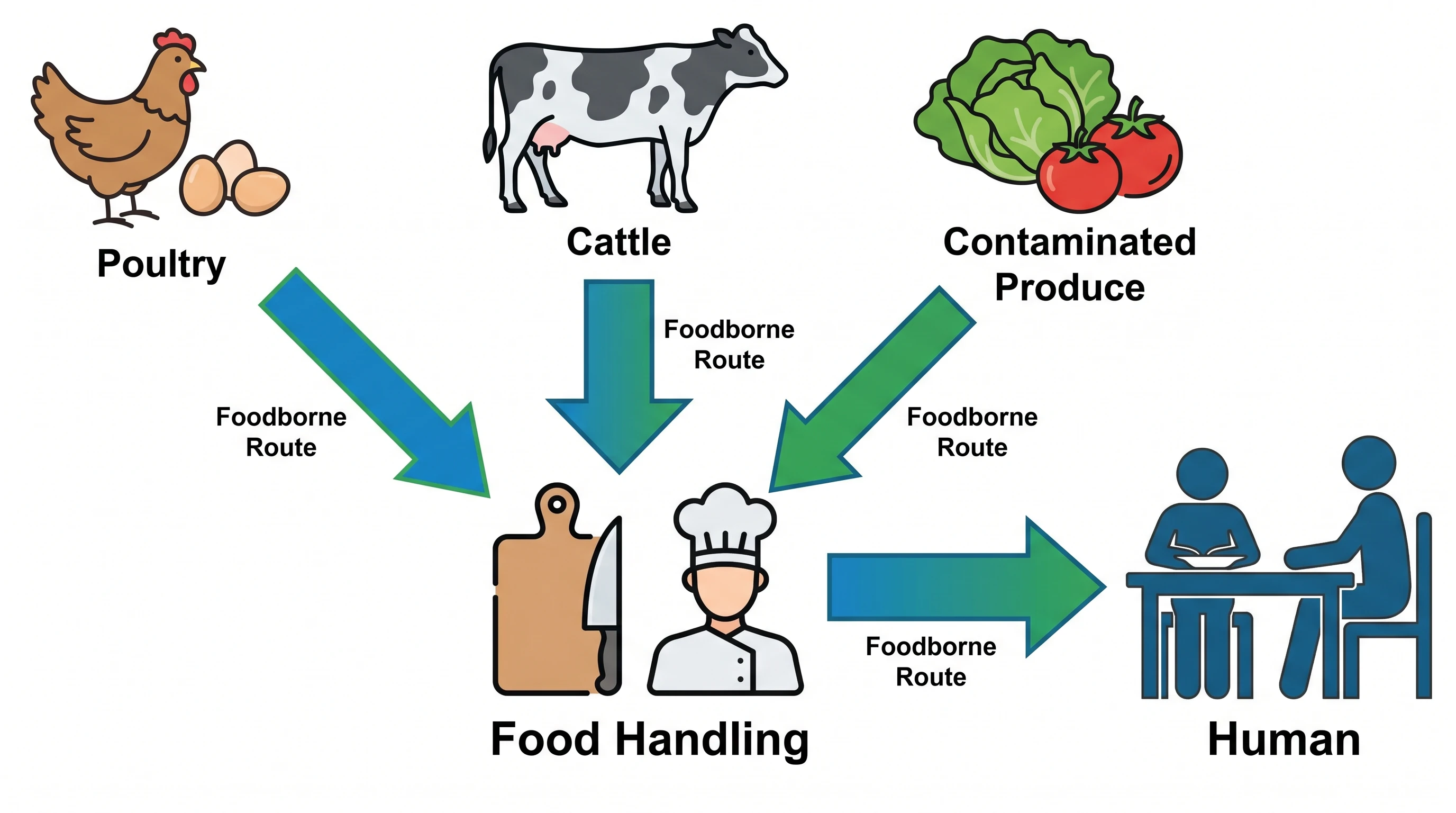 Salmonella transmission routes diagram showing foodborne pathways from poultry, eggs, and produce to humans (Figure generated with SciFig)