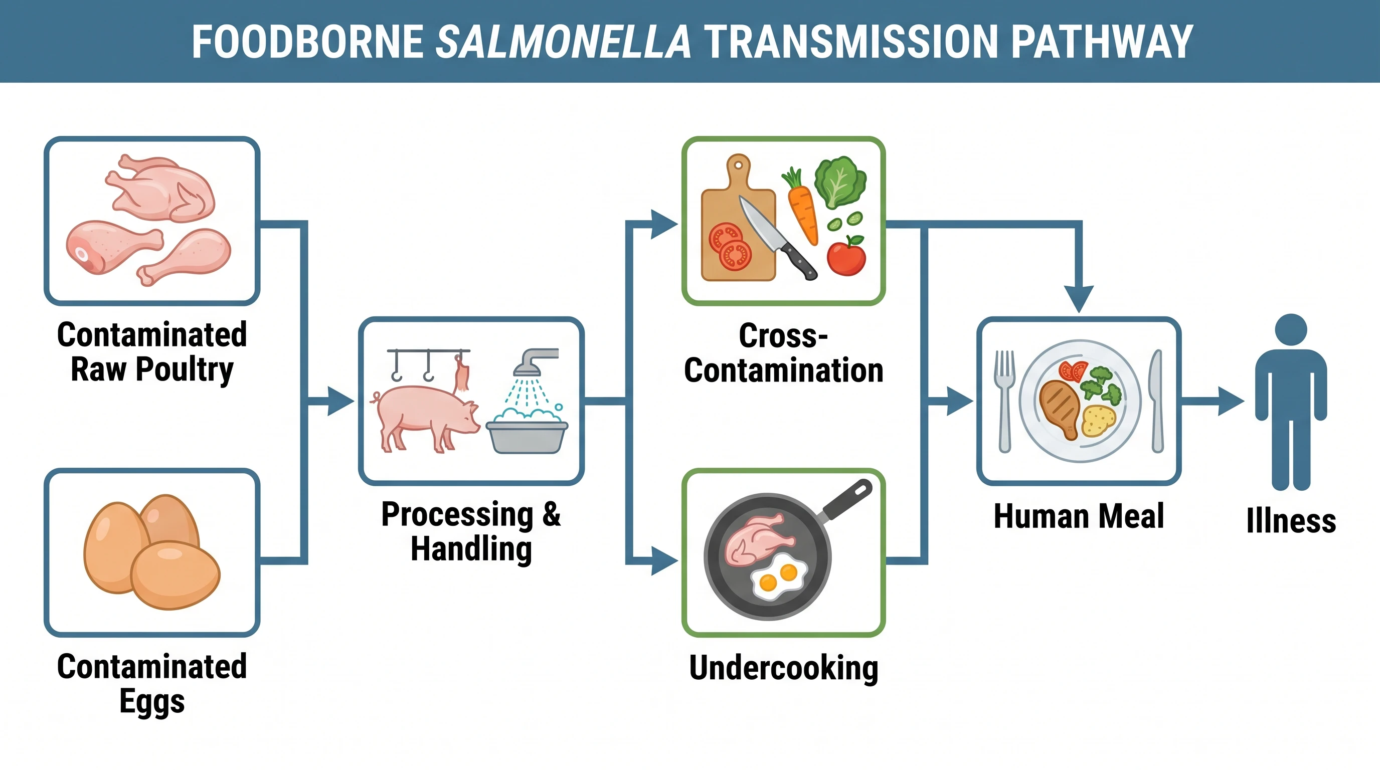 Foodborne Salmonella transmission pathway from contaminated poultry and eggs through processing to a human meal (Figure generated with SciFig)