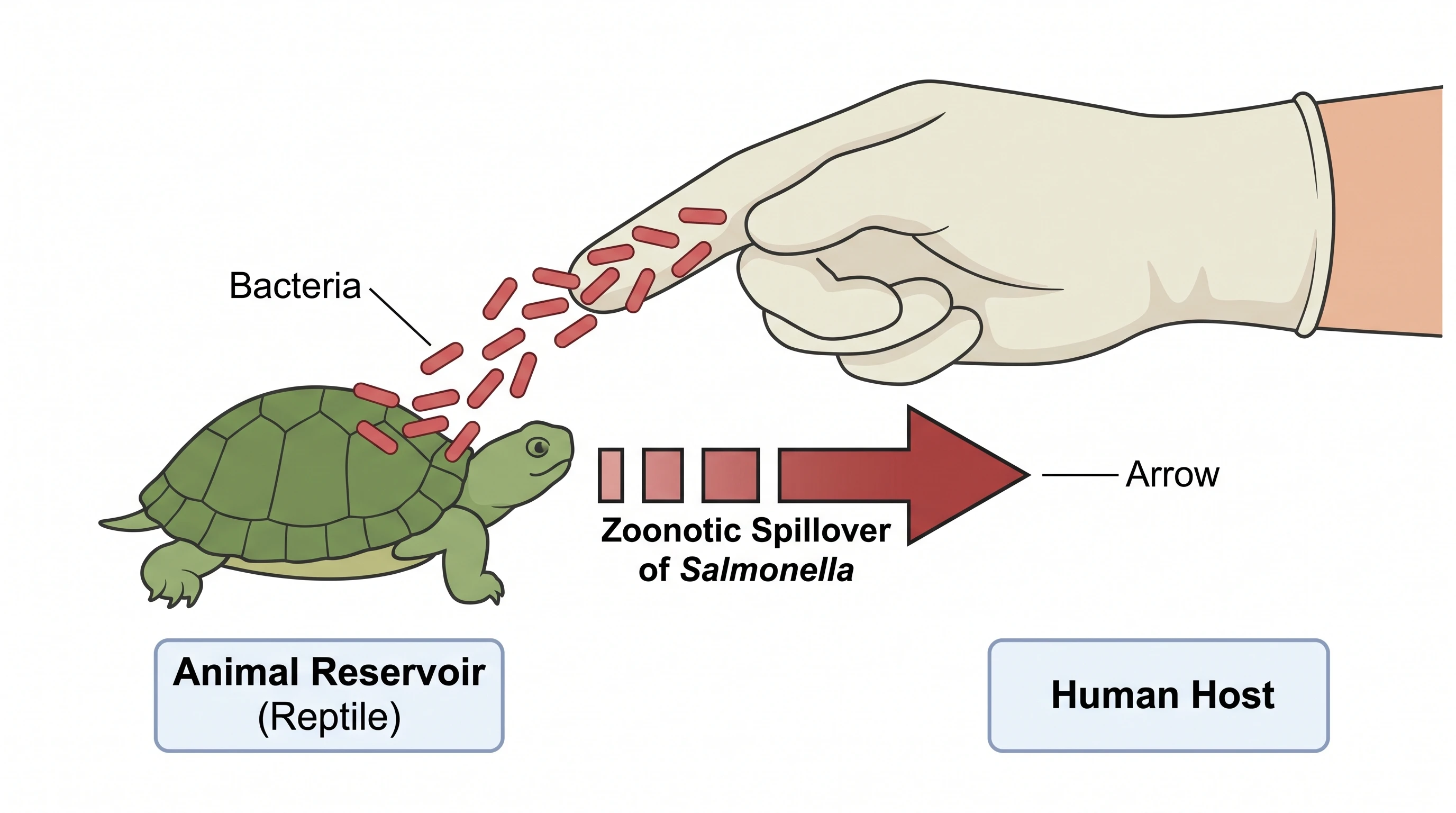 Zoonotic spillover of Salmonella from an animal reservoir to a human through direct contact (Figure generated with SciFig)