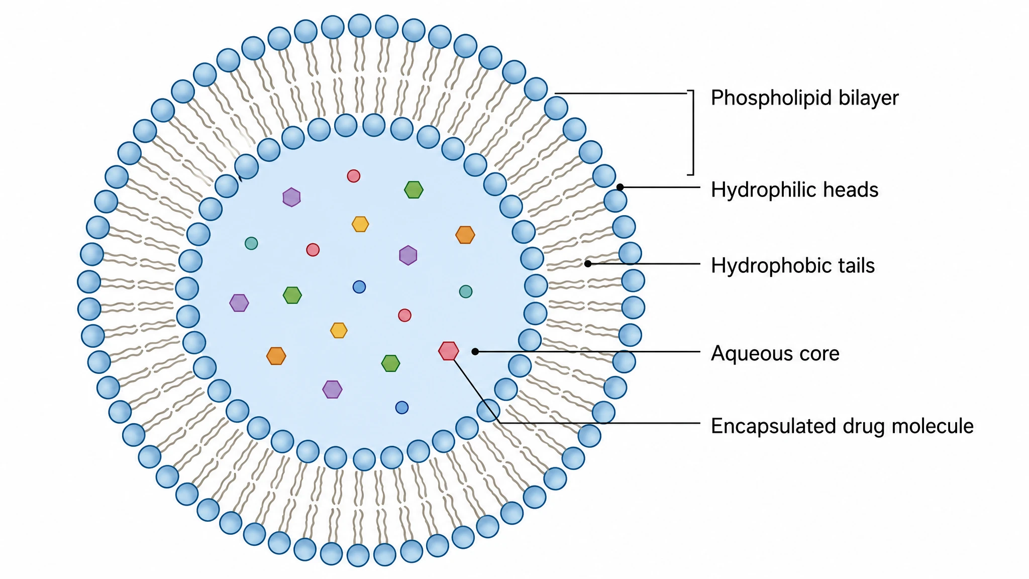 Cross-section of a liposome nanoparticle showing the lipid bilayer and aqueous core carrying a drug molecule (Figure generated with SciFig)