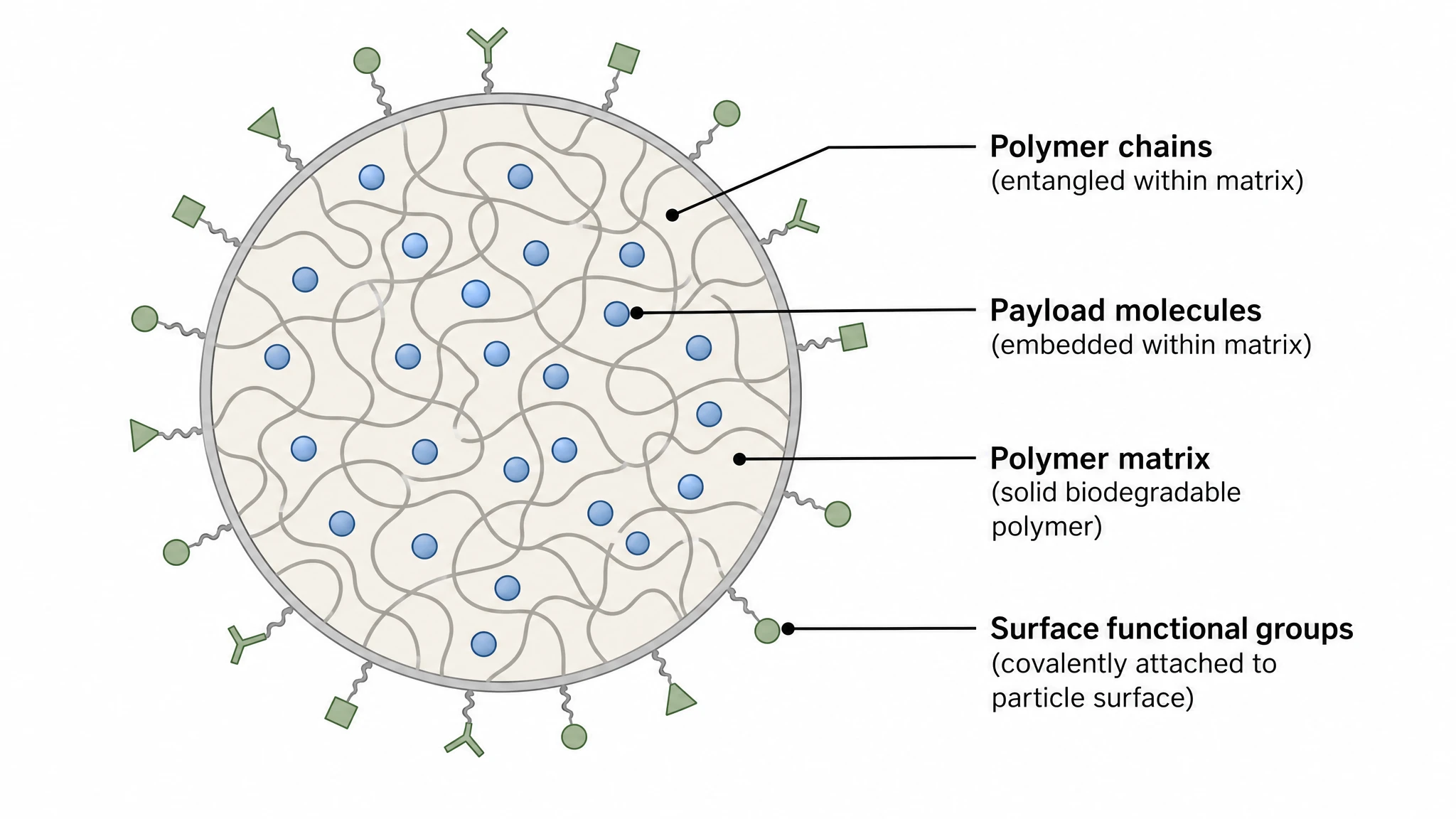 Cross-section of a polymeric nanoparticle showing a polymer matrix with embedded payload and surface groups (Figure generated with SciFig)