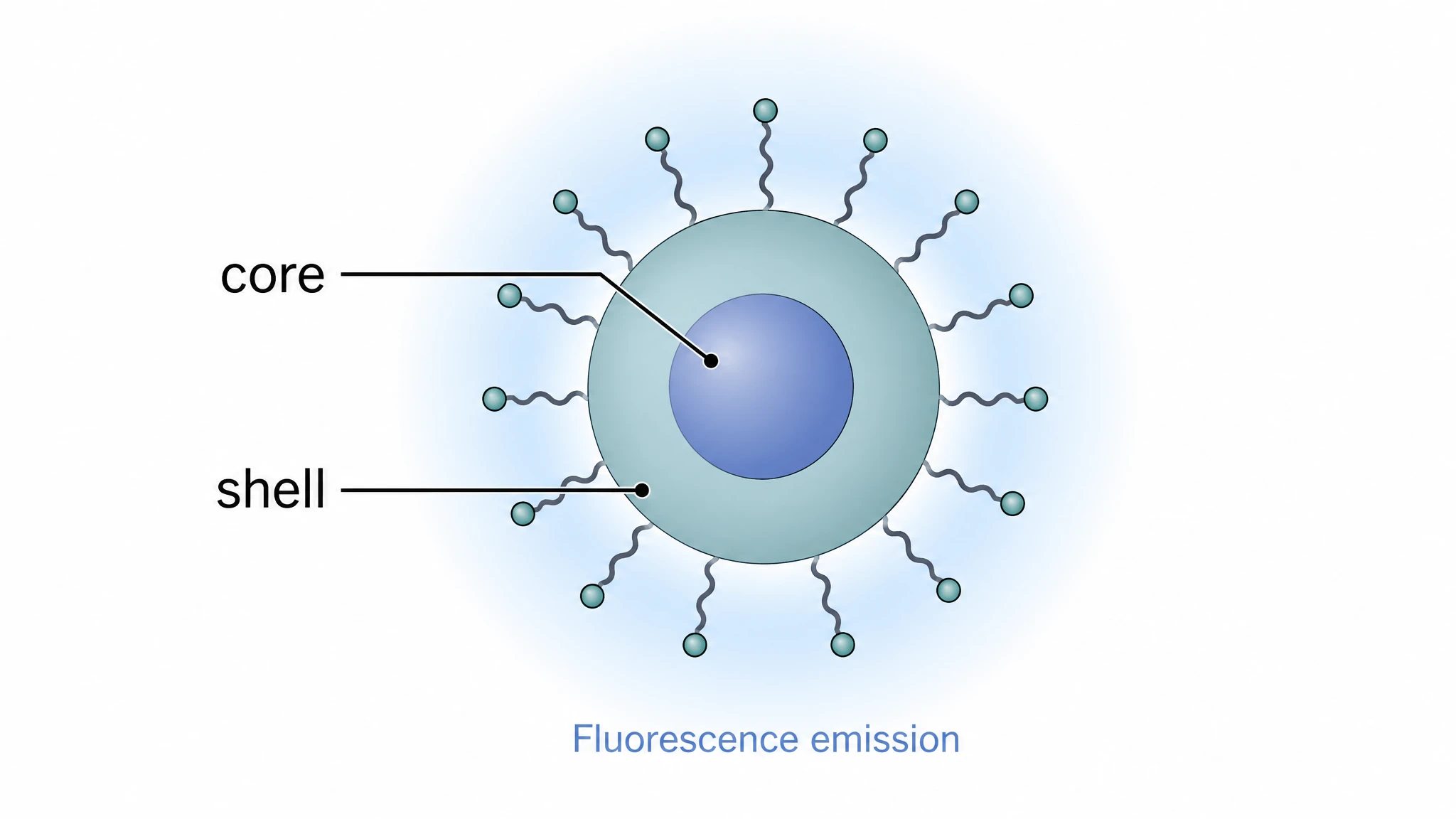 Core-shell quantum dot nanoparticle with a fluorescent semiconductor core, shell, and surface ligands (Figure generated with SciFig)