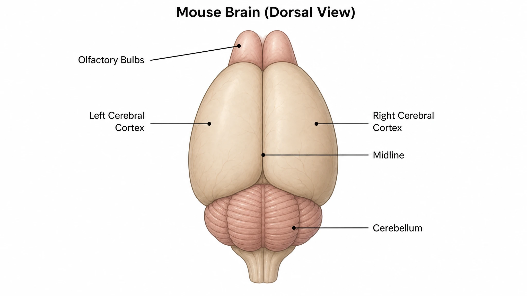 Labeled dorsal view of the mouse brain showing olfactory bulbs, cerebral cortex, and cerebellum (Figure generated with SciFig)
