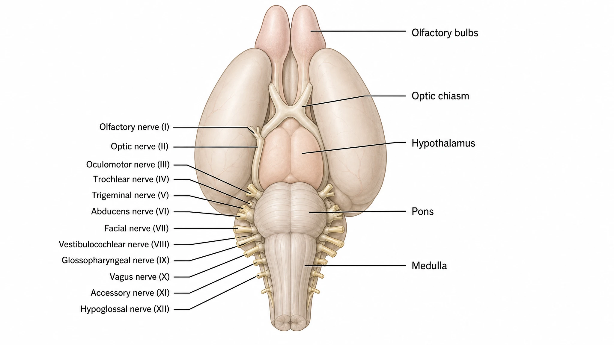 Labeled ventral view of the mouse brain showing optic chiasm, hypothalamus, pons, and medulla (Figure generated with SciFig)
