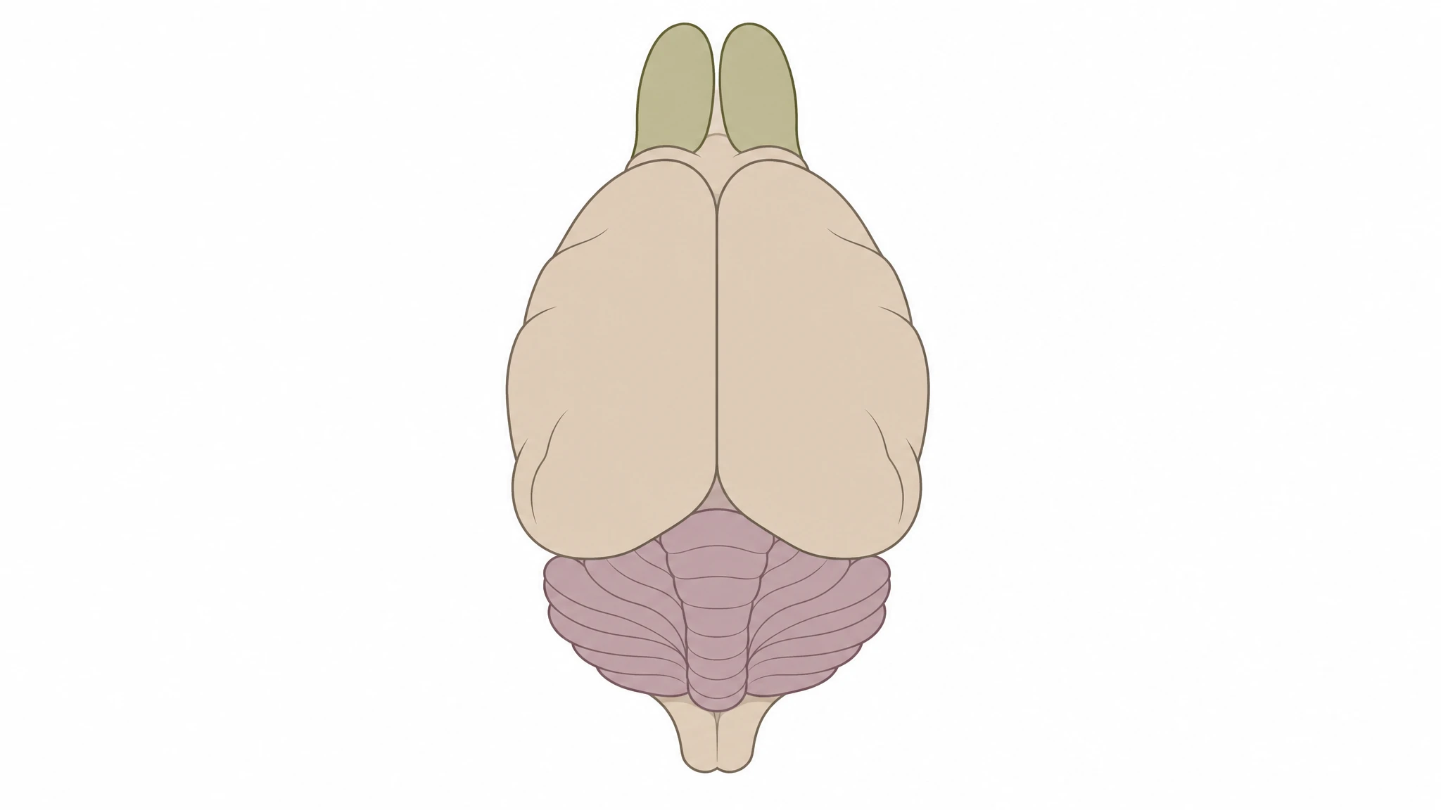 Simple unlabeled illustration of the whole mouse brain in dorsal orientation ready for relabeling (Figure generated with SciFig)