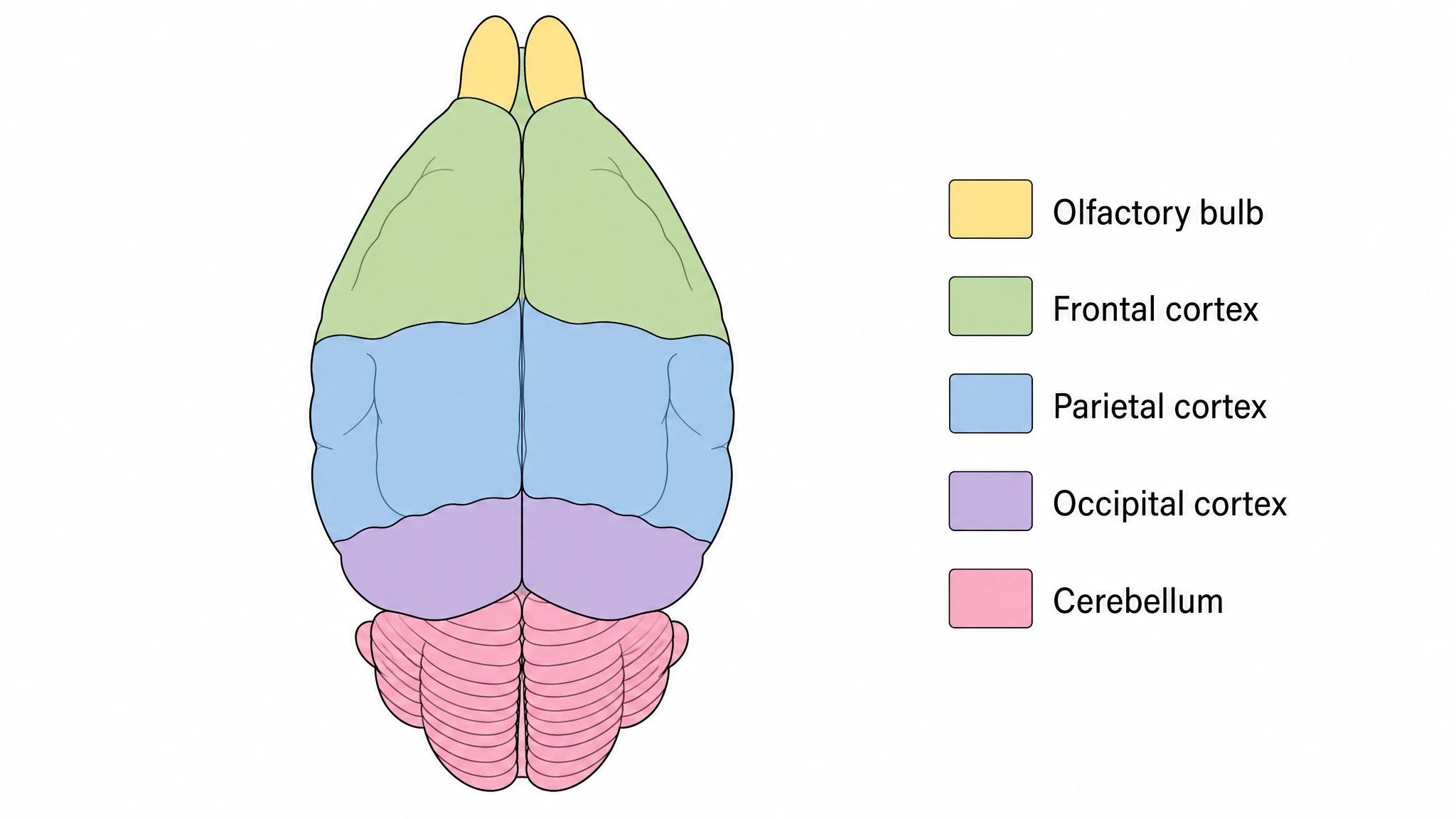 Color-coded map of major mouse brain regions with a legend on a dorsal view (Figure generated with SciFig)