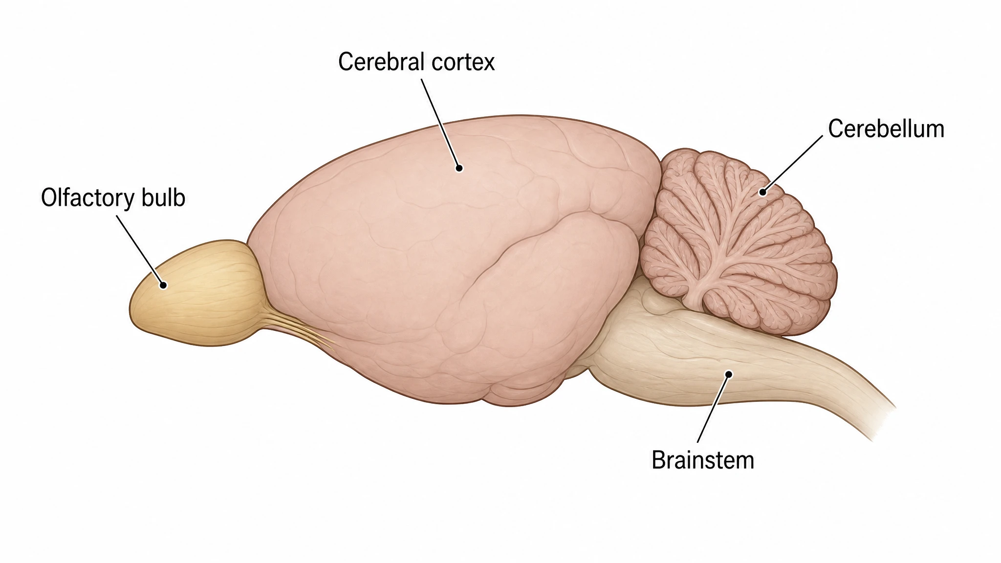 Labeled lateral side view of the whole mouse brain showing olfactory bulb, cortex, cerebellum, and brainstem (Figure generated with SciFig)