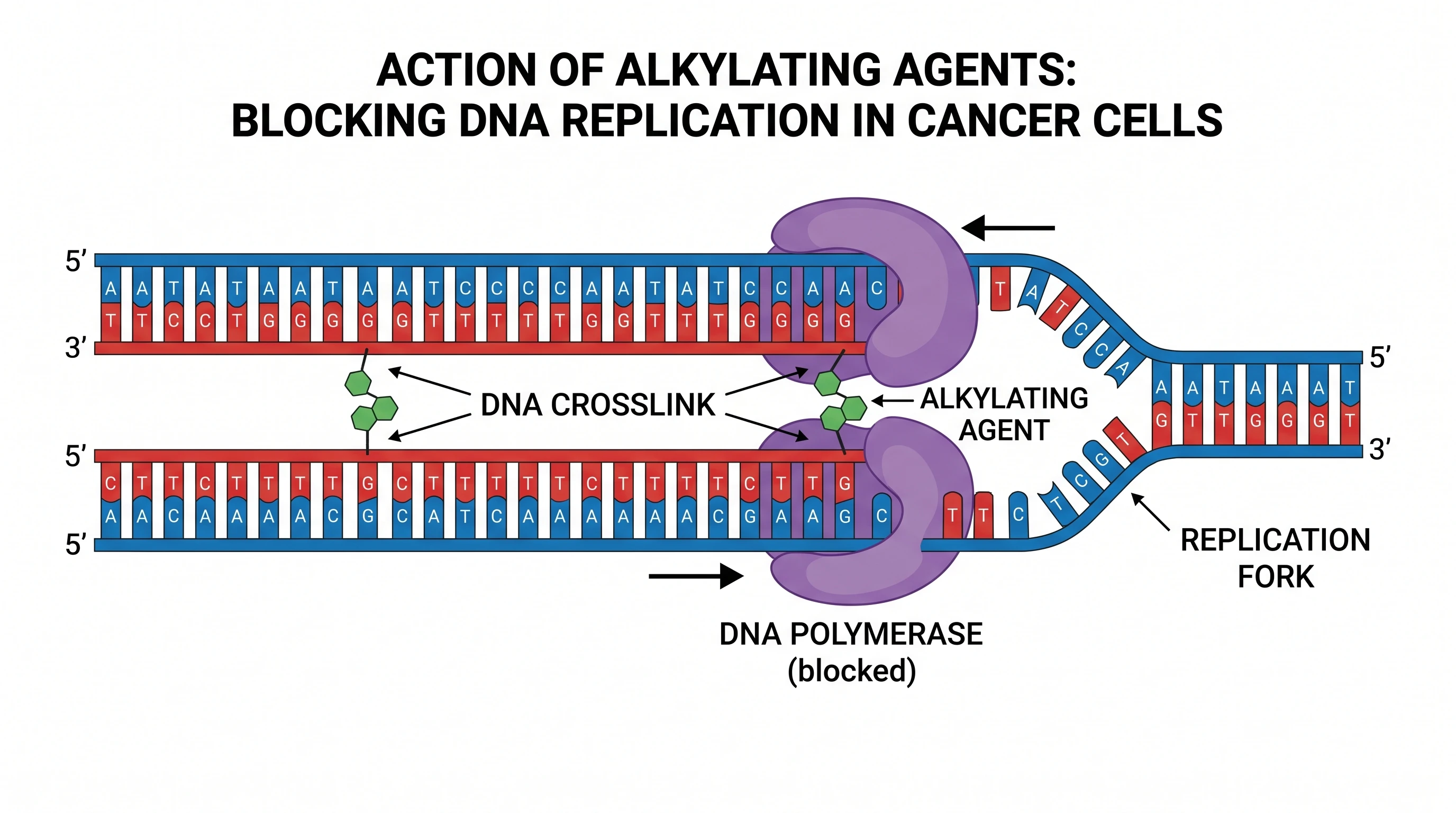 Alkylating agents crosslinking DNA to block replication in a cancer cell (Figure generated with SciFig)