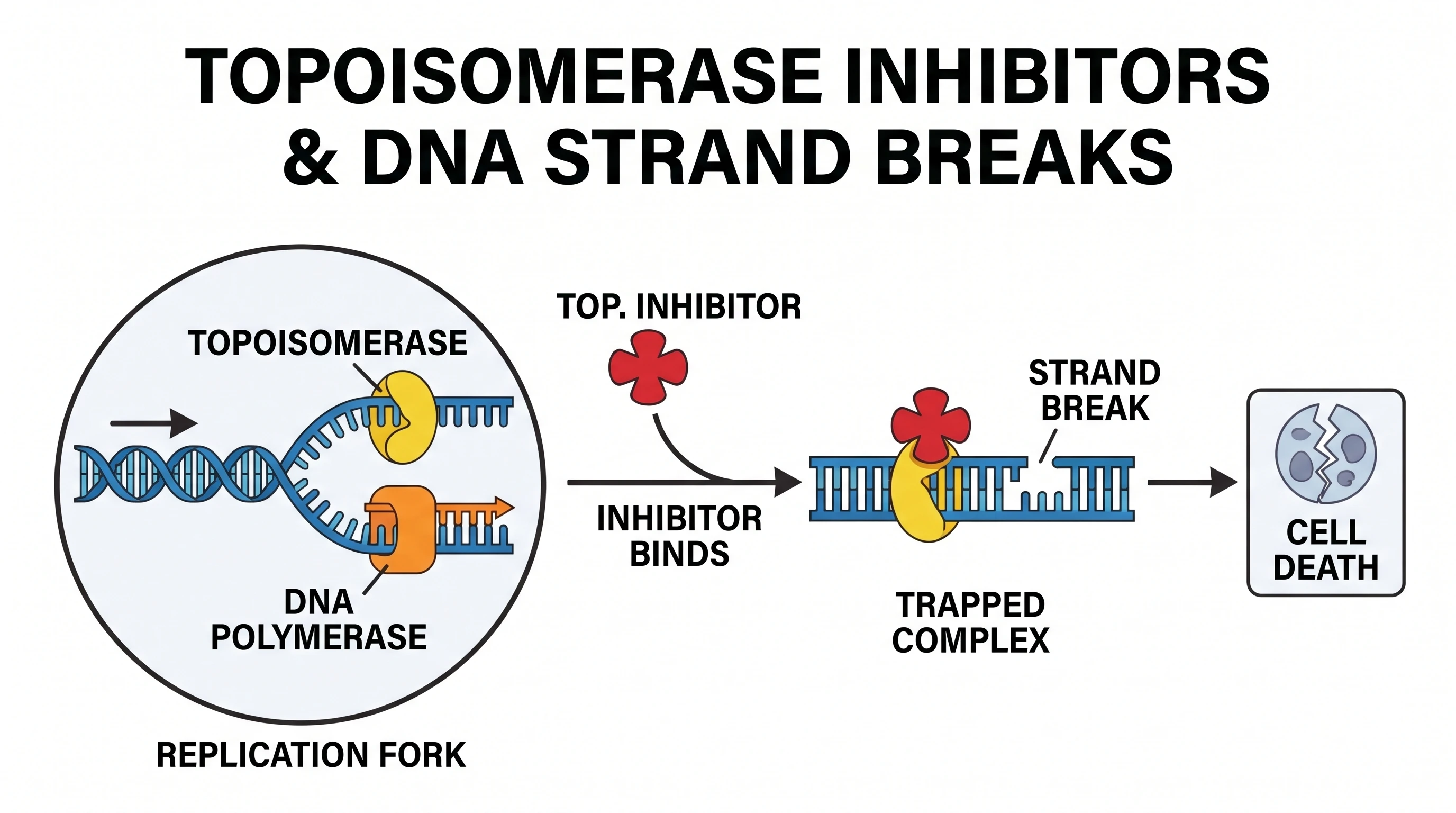 Topoisomerase inhibitors causing DNA strand breaks during replication (Figure generated with SciFig)