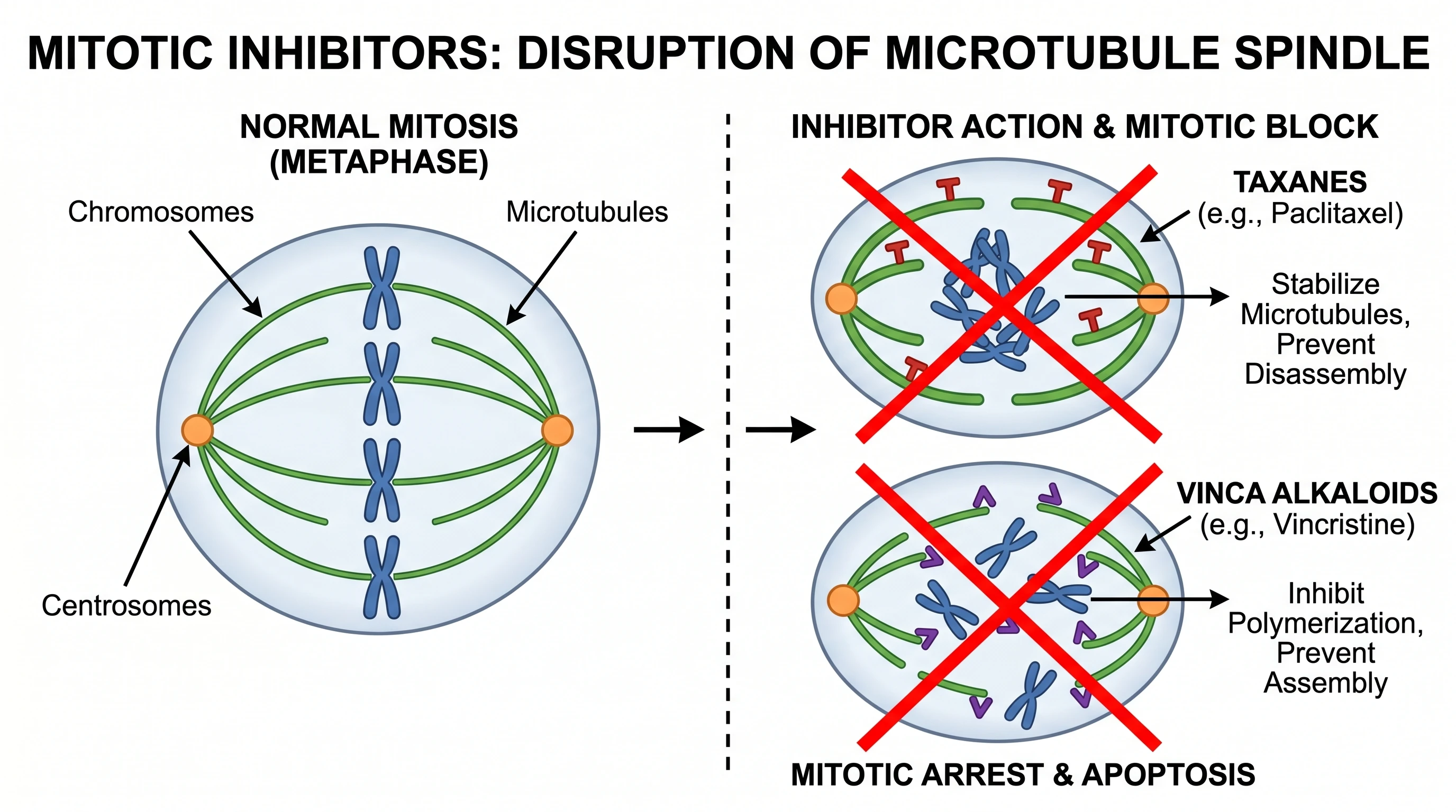 Mitotic inhibitors disrupting the microtubule spindle to block cell division (Figure generated with SciFig)