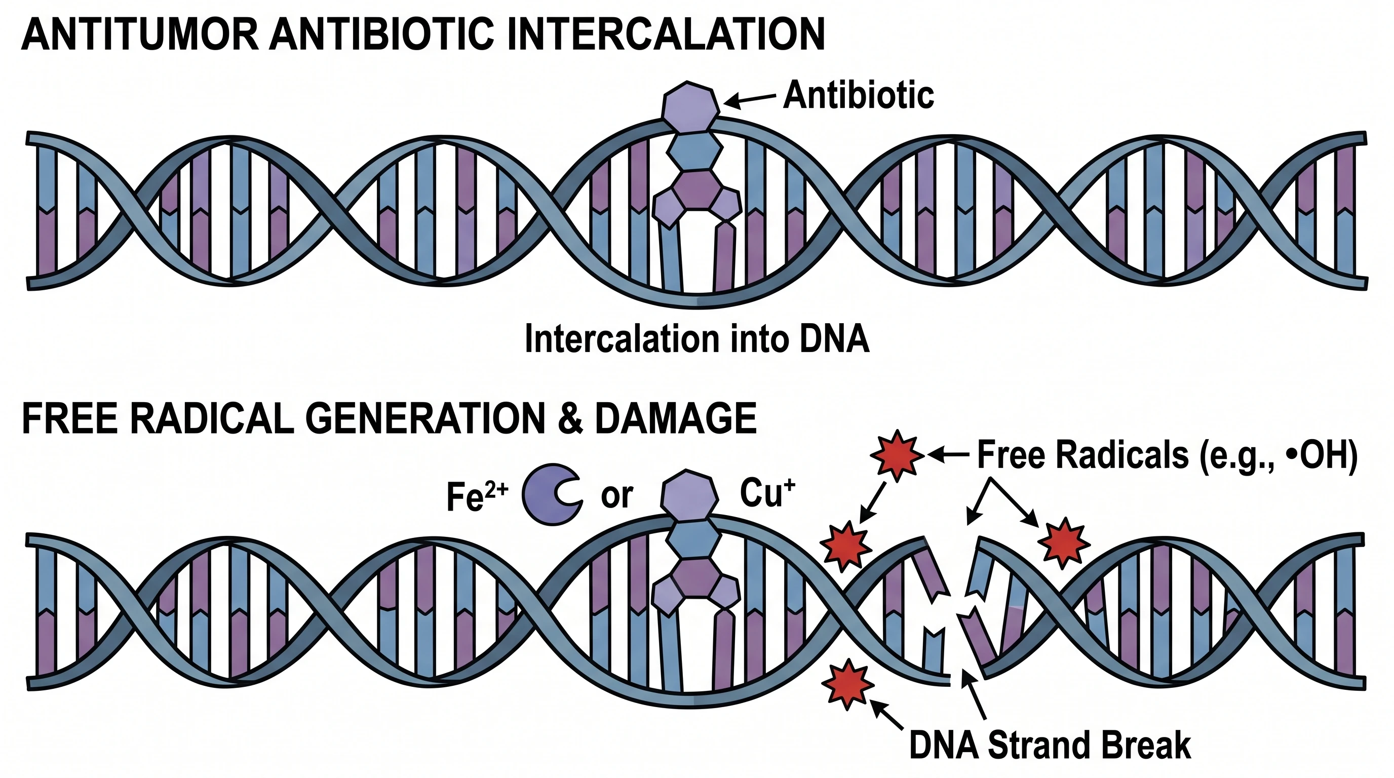 Antitumor antibiotics intercalating into DNA and damaging it in cancer cells (Figure generated with SciFig)