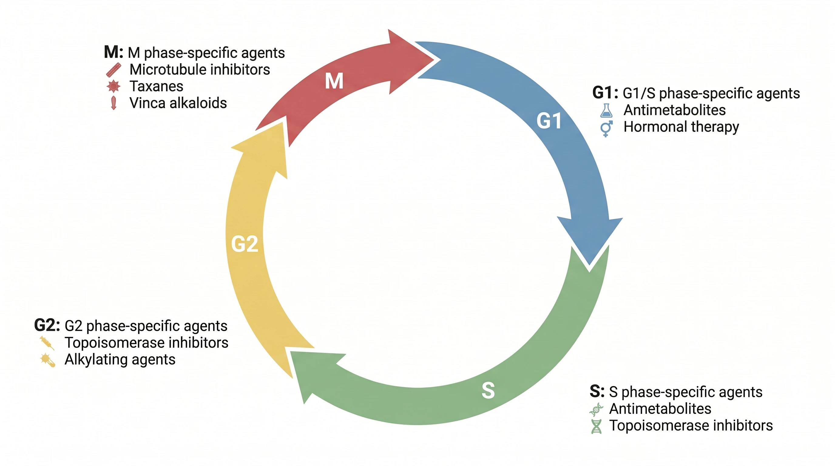 Cell-cycle diagram mapping chemotherapy drug classes to the phases they target (Figure generated with SciFig)