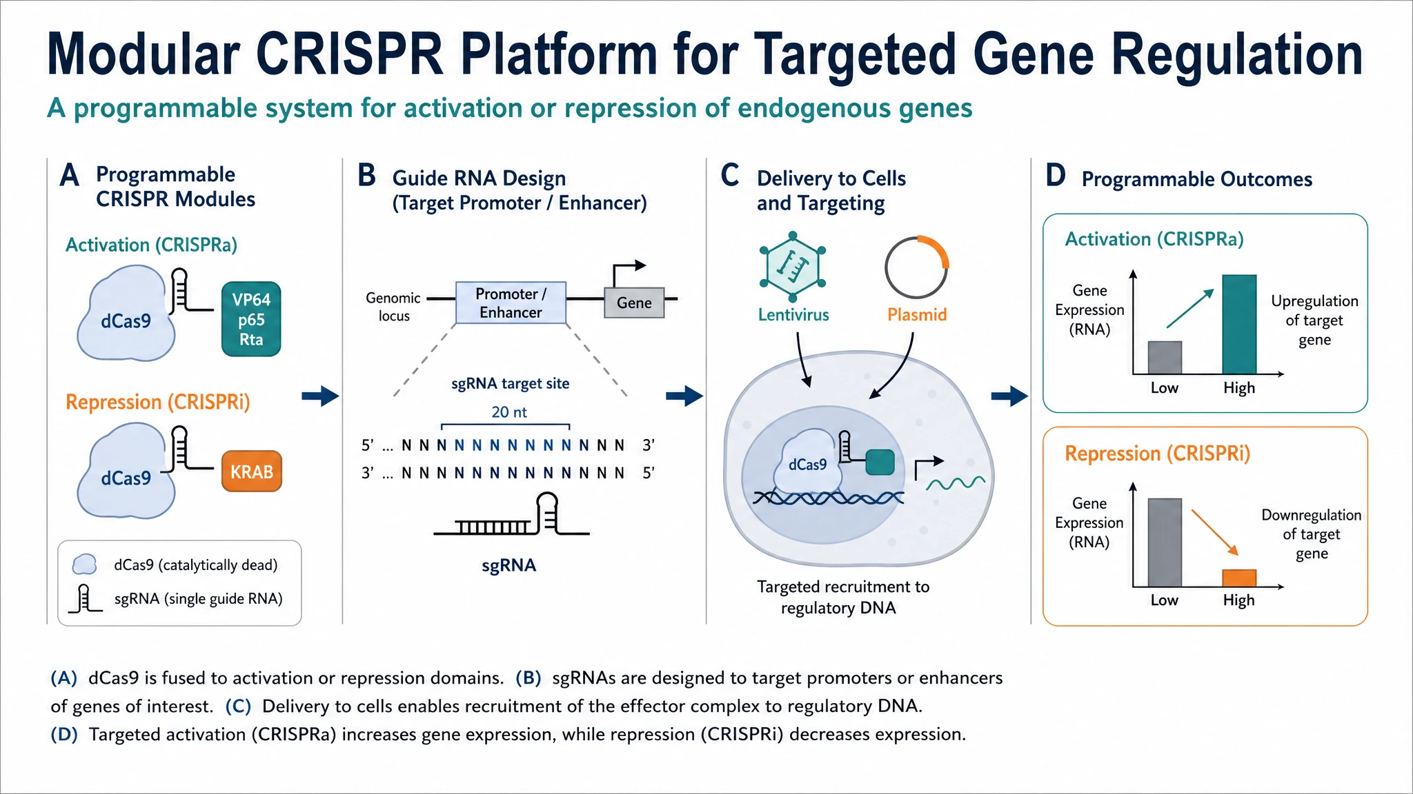 Example presentation slide layout with a publication-quality scientific diagram, title, and caption (Figure generated with SciFig)