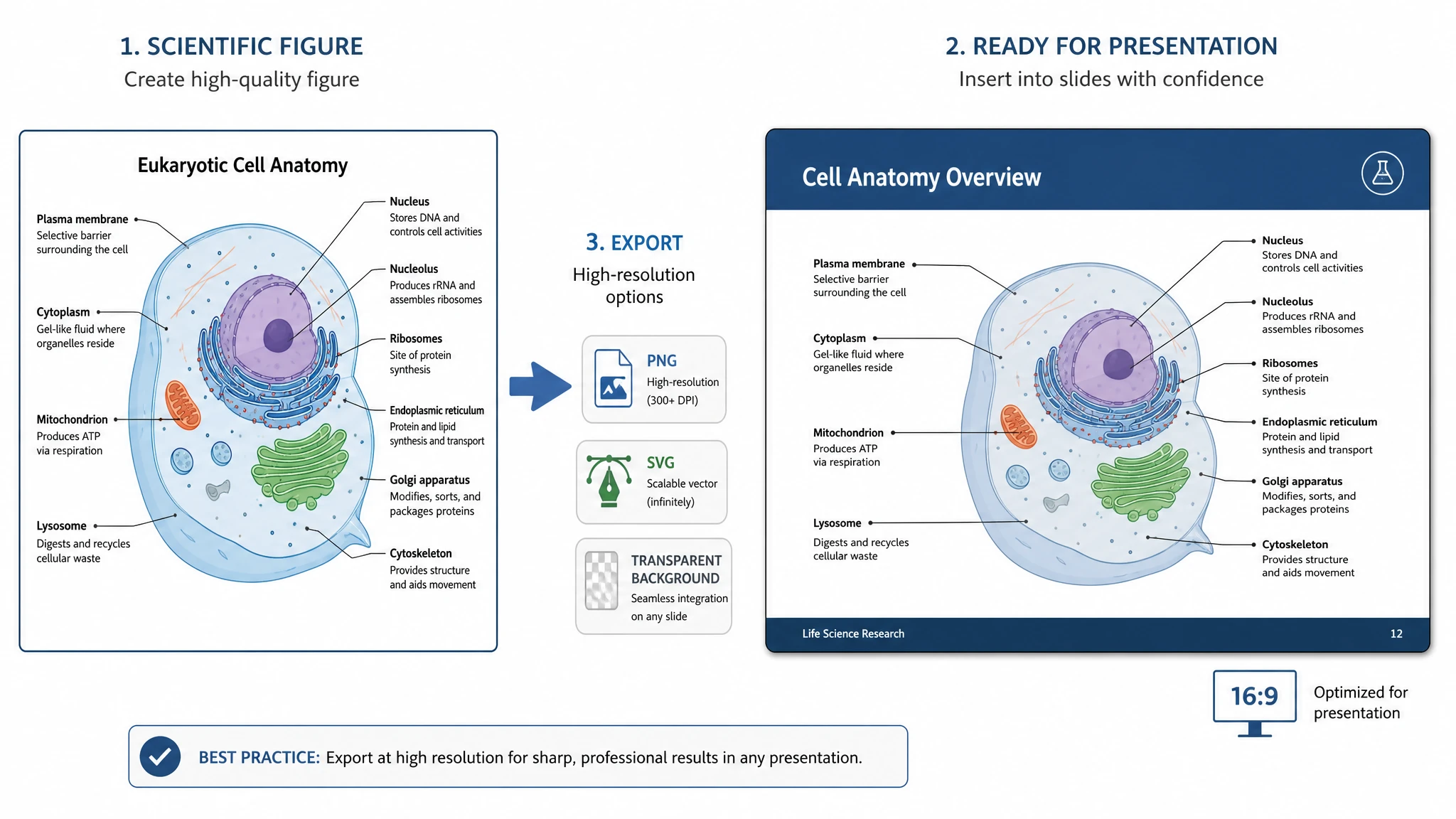 Illustration of exporting a scientific figure as a high-resolution image onto a PowerPoint presentation slide (Figure generated with SciFig)