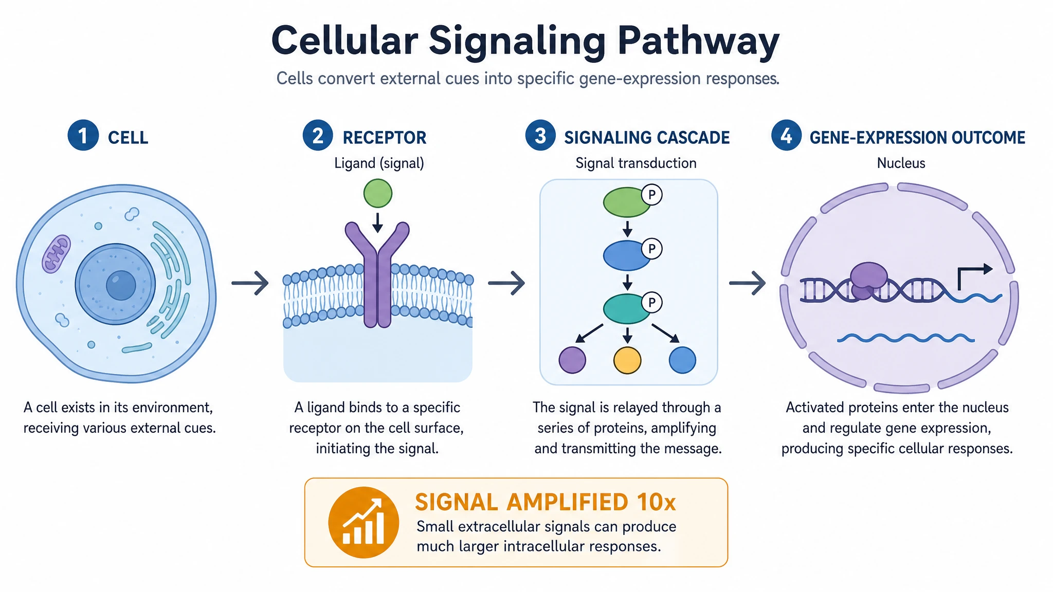 Biology process infographic showing a cellular signaling pathway as labeled icon steps with a highlighted statistic (Figure generated with SciFig)