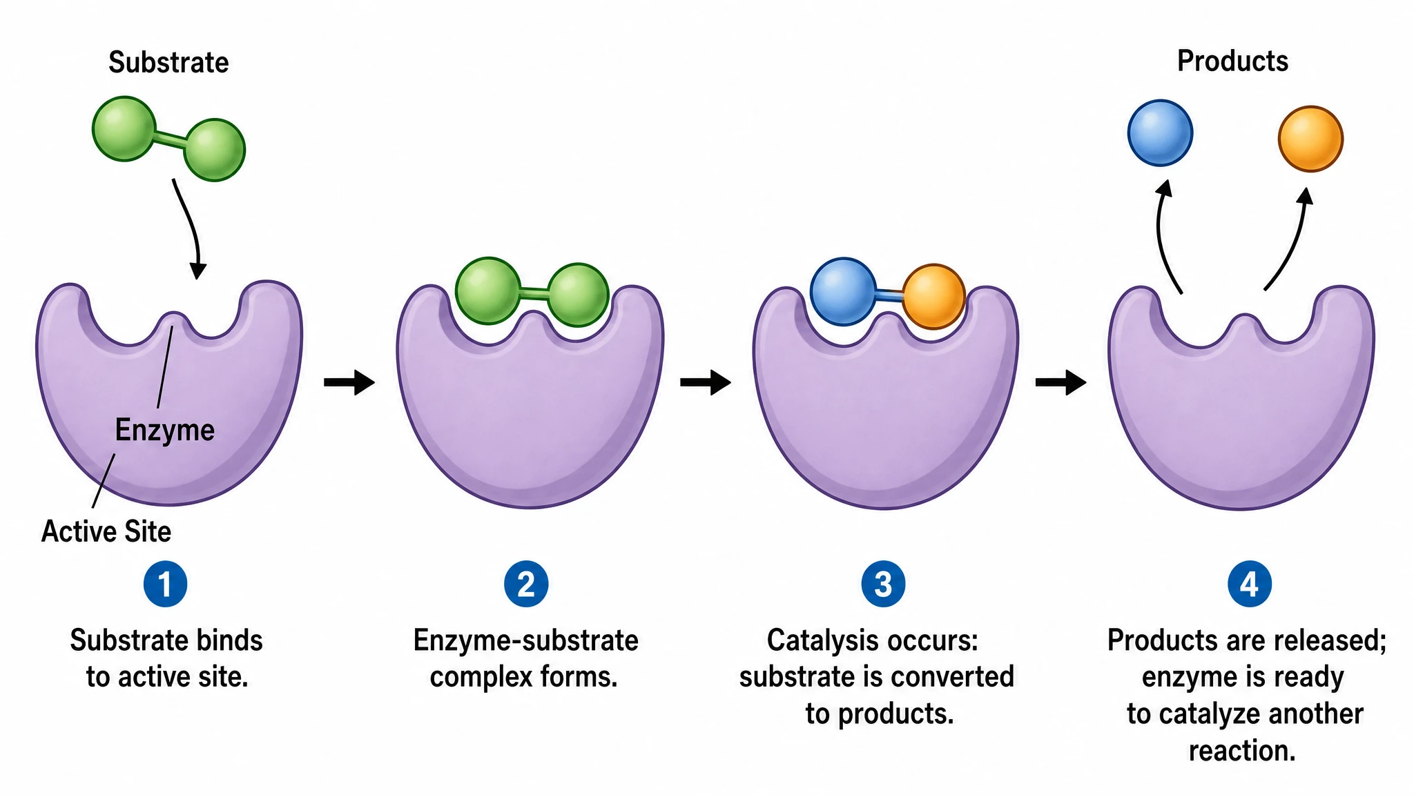 Scientific figure showing an enzyme catalysis mechanism with substrate binding, enzyme-substrate complex, and product release (Figure generated with SciFig)