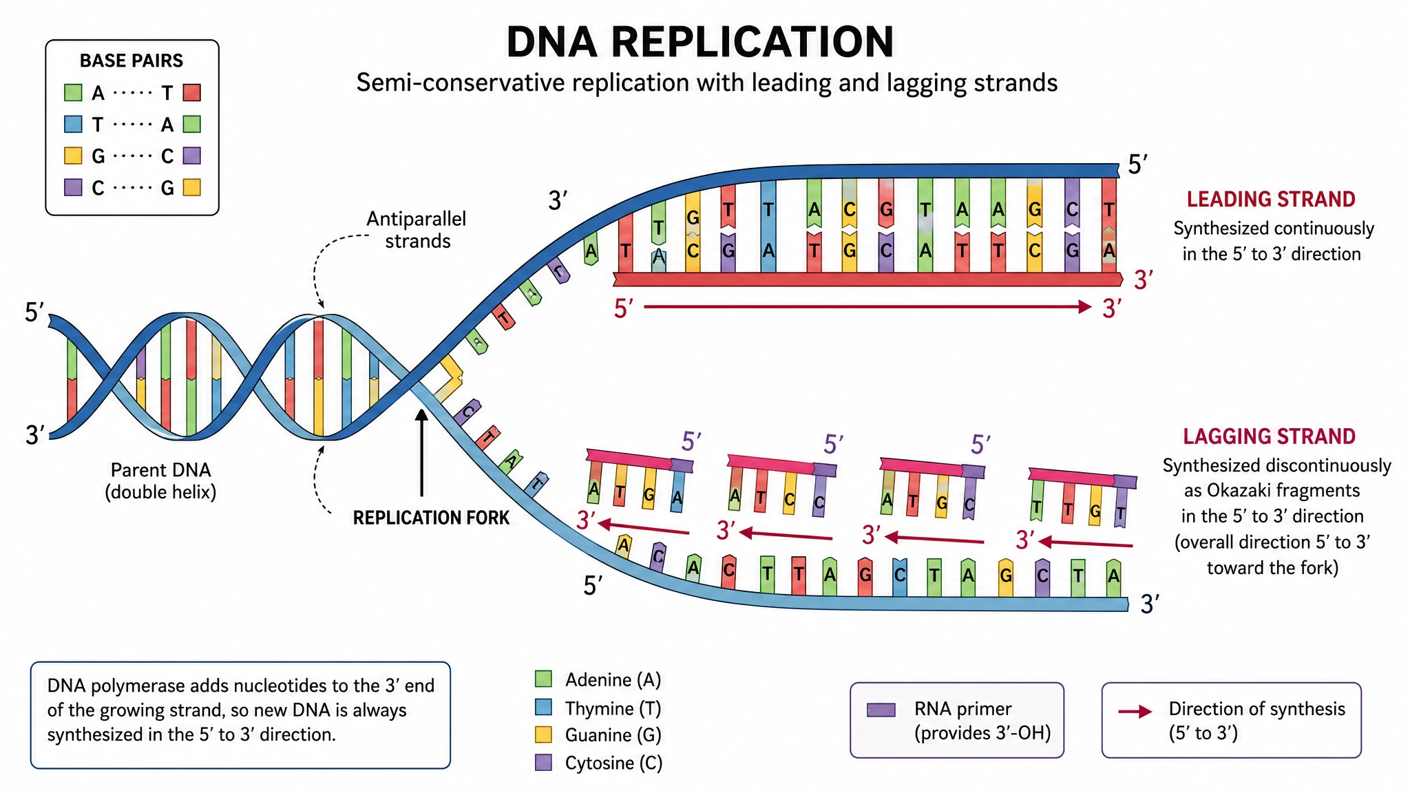 Scientific illustration of a DNA double helix at a replication fork with labeled leading and lagging strands and base pairs (Figure generated with SciFig)