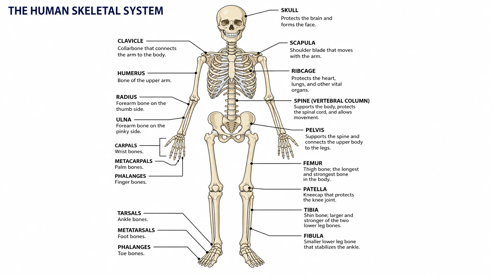 Labeled skeletal system anatomical drawing identifying skull, spine, ribcage, pelvis, and major bones (Figure generated with SciFig)