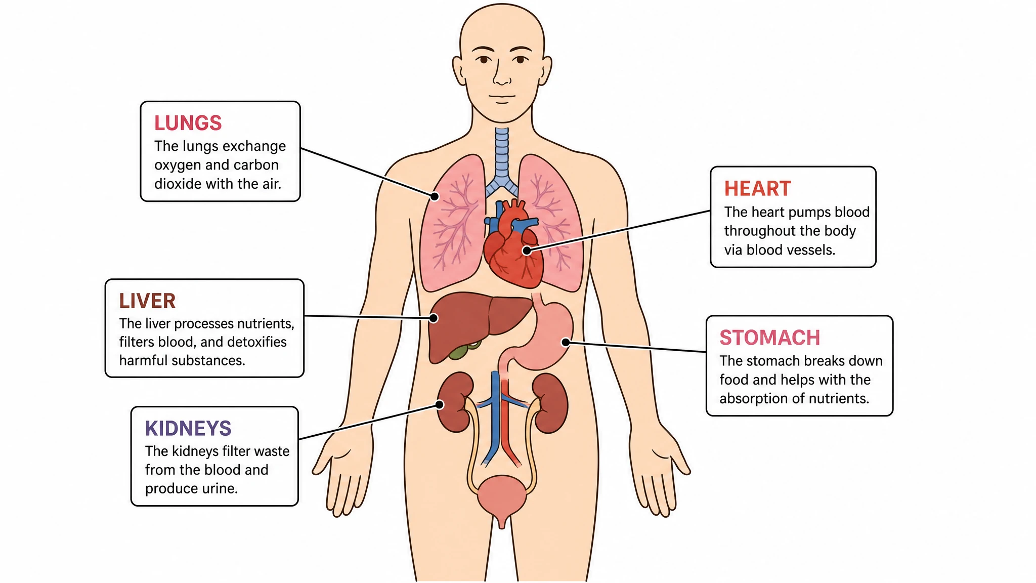 Labeled organ-system overview anatomical drawing positioning heart, lungs, liver, stomach, and kidneys (Figure generated with SciFig)