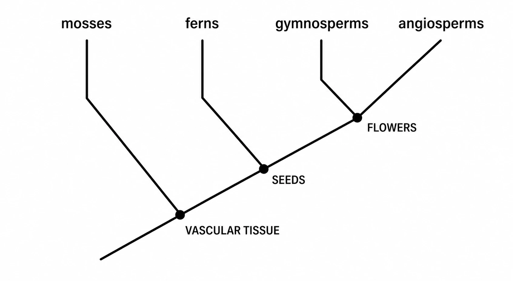 Filled cladogram example for plant evolution showing branching relationships among mosses, ferns, gymnosperms, and angiosperms (Figure generated with SciFig)