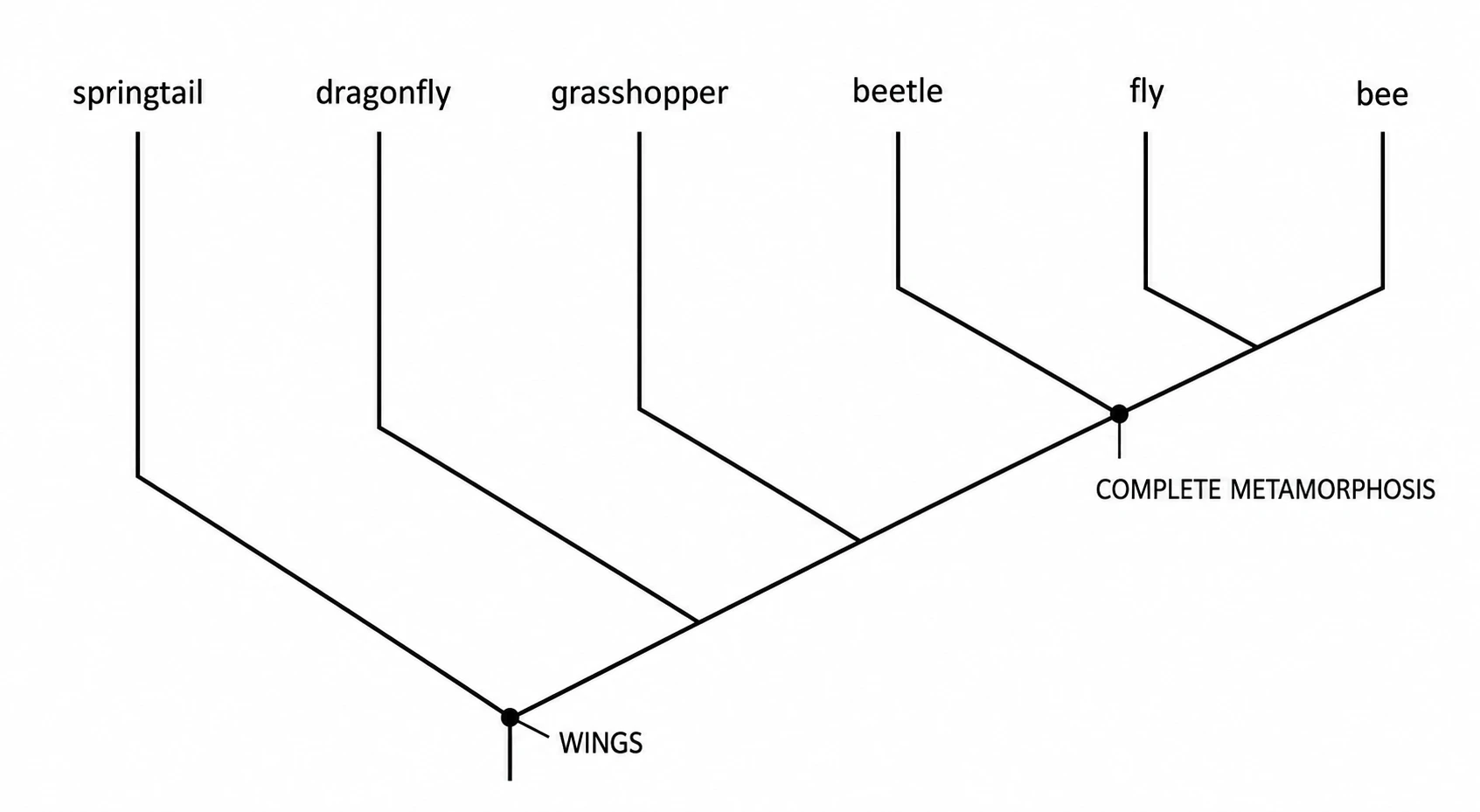 Cladogram of insect phylogeny with six taxa and labeled nodes for wings and complete metamorphosis (Figure generated with SciFig)