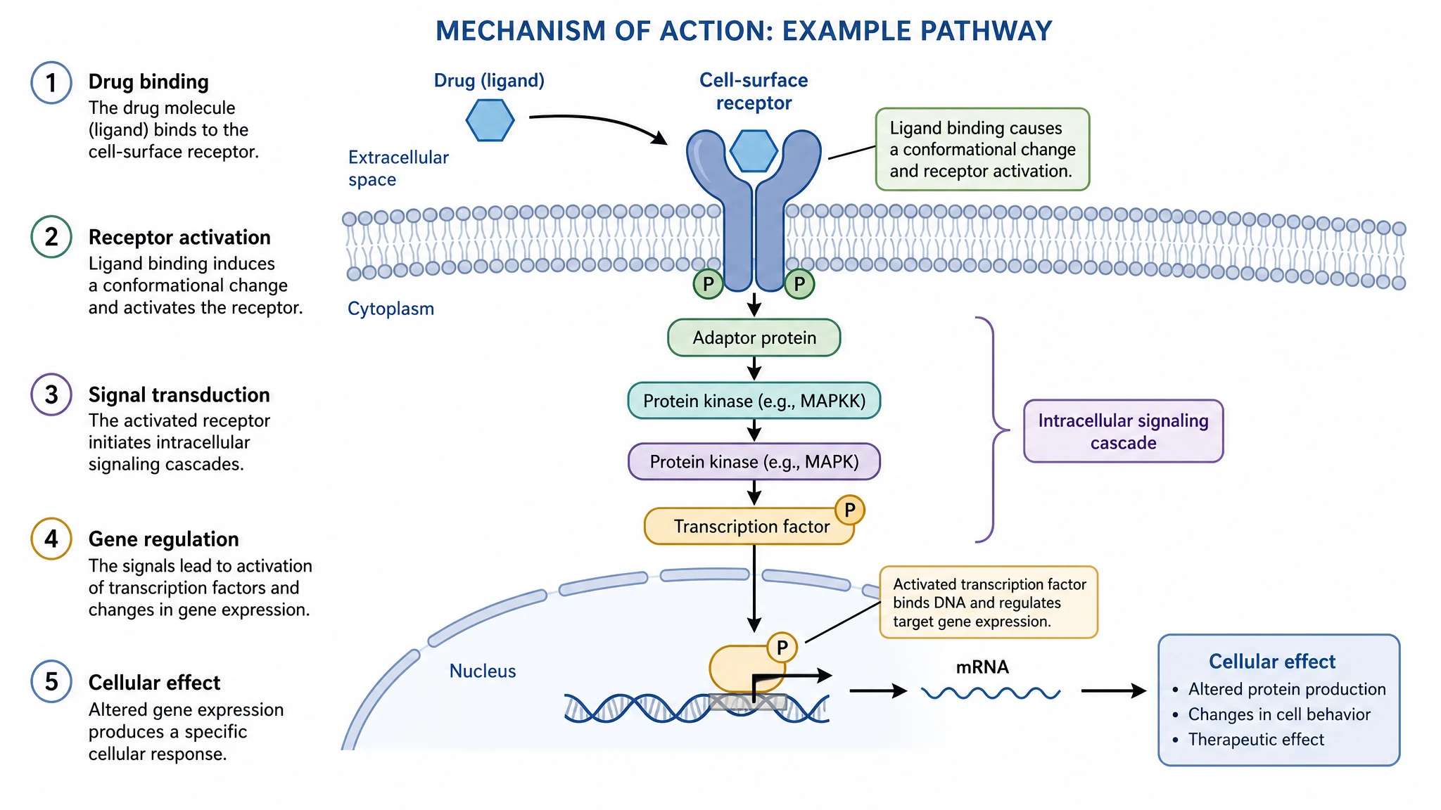 Mechanism-of-action medical illustration showing a drug binding a receptor with labeled downstream signaling arrows (Figure generated with SciFig)
